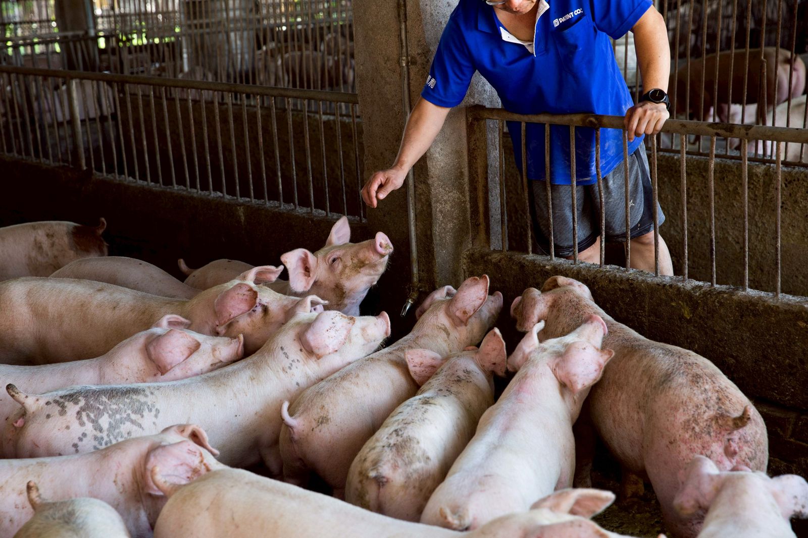 台中驗出非洲豬瘟病毒,業者回憶當年慘況。示意圖/鏡週刊提供