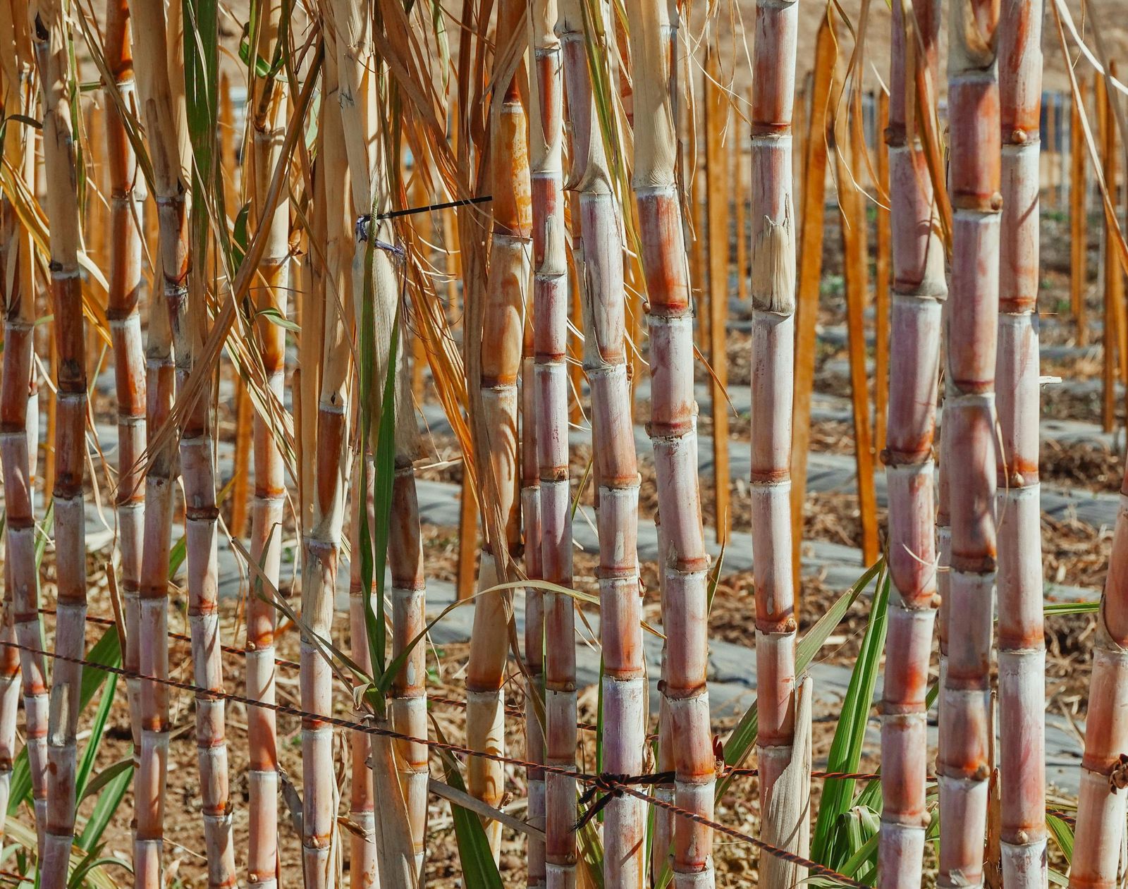 清明蔗毒過蛇！醫揭「0.5克奪命真相」：3招辨別避免中毒