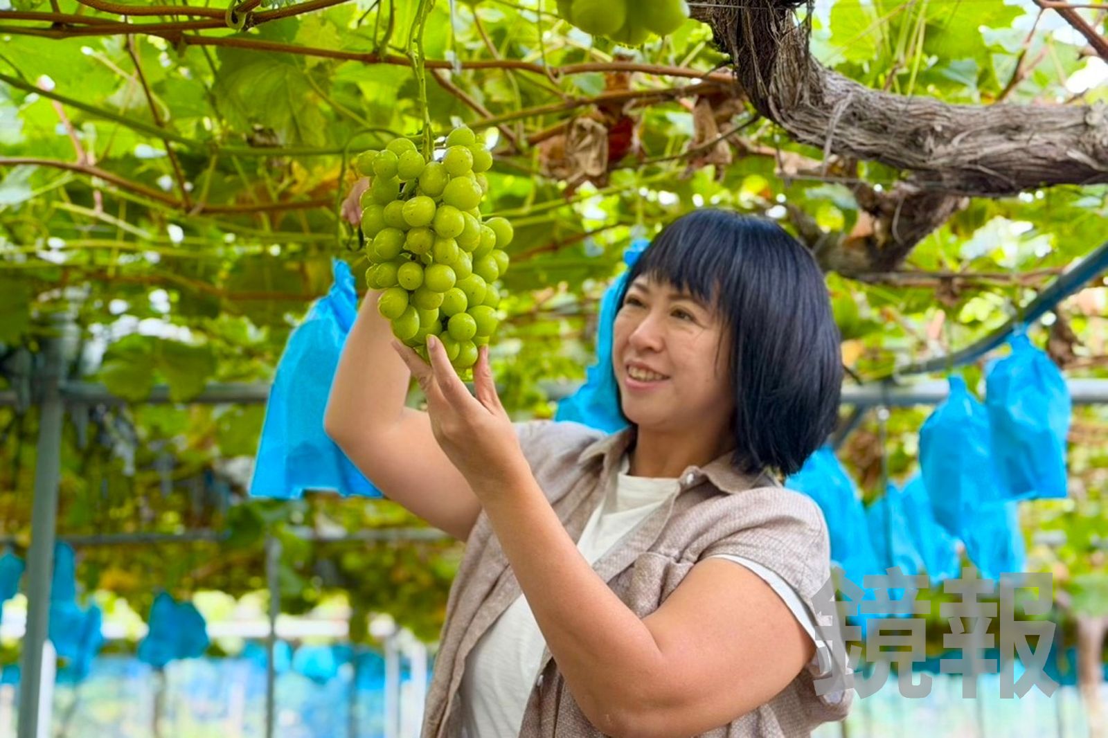 比花蓮大西瓜還甜!去日本秋田大仙現採麝香葡萄 皮薄爆汁還帶荔枝香