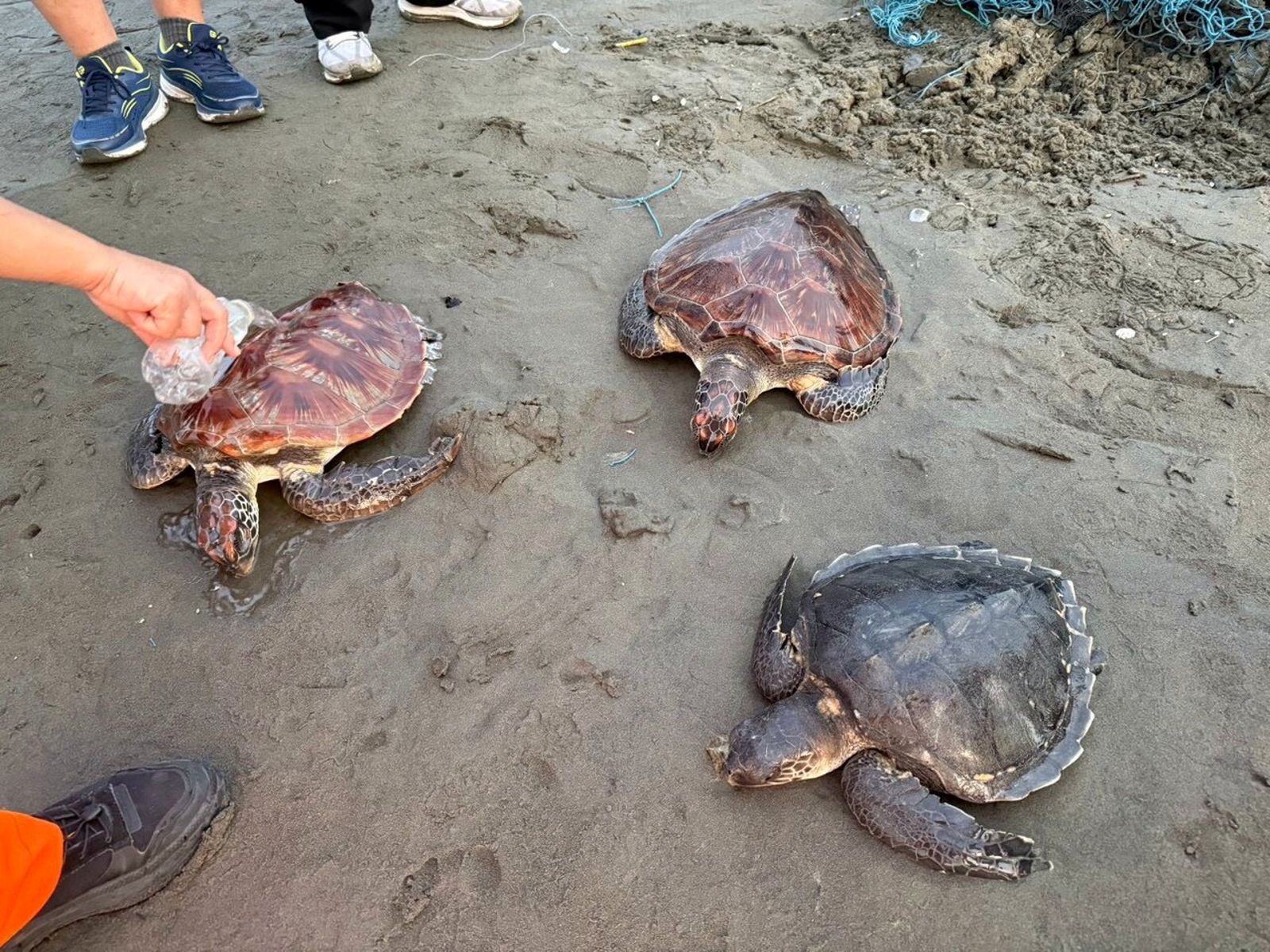 七股「海龜3兄弟」遭漁網纏死結困七股沙洲險喪命 海巡急持刀搶命