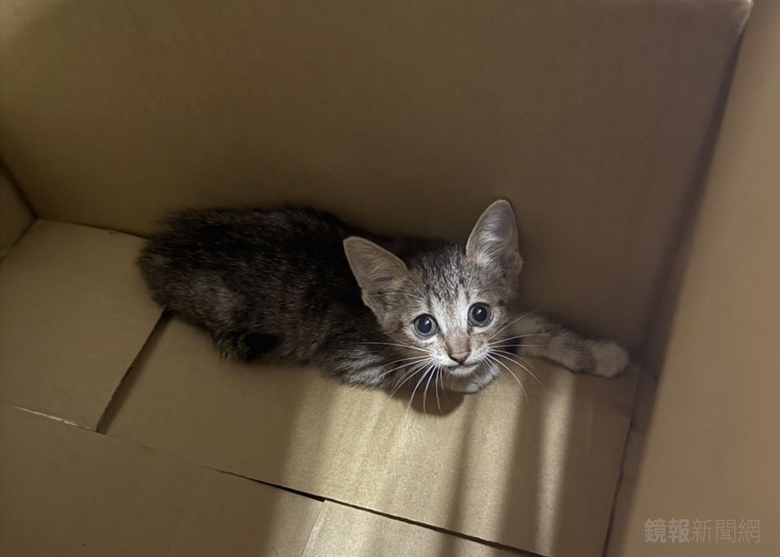 有片／我們一起學貓叫　小貓受困交流道三重警神救援