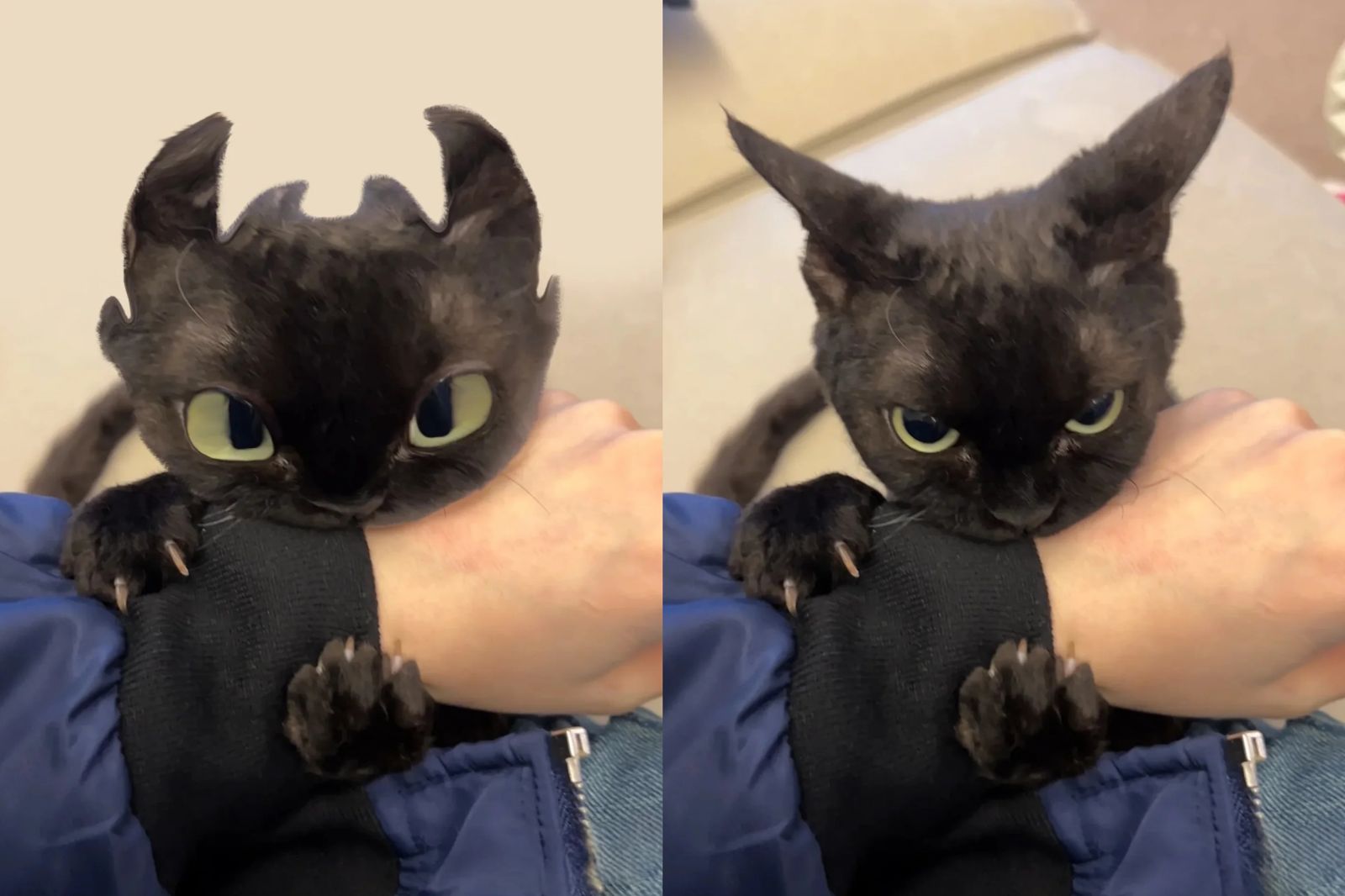 真人版《史迪奇》《馴龍高手》掀寵物改造熱　網友瘋把貓變「實驗品626」