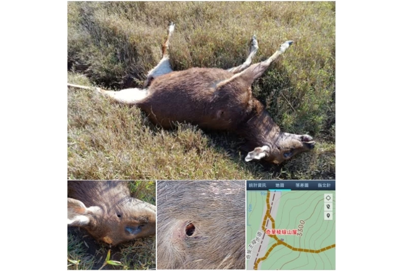 台灣水鹿疑似遭槍殺，太管處已立案調查。圖／翻攝自靠北登山大小事