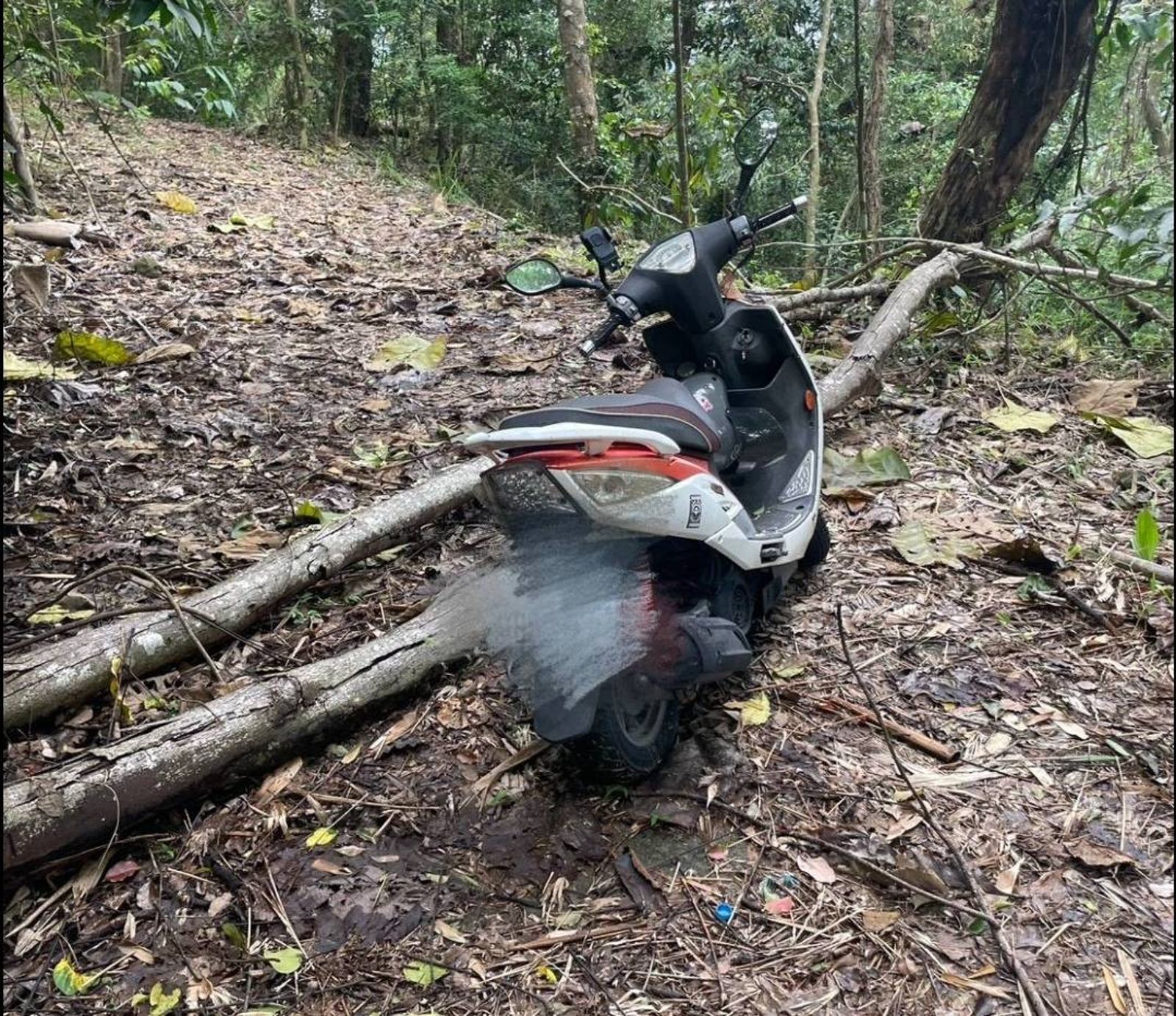 驚悚!高雄荒廢步道驚見白骨 頭顱四肢散落樹林死因成謎