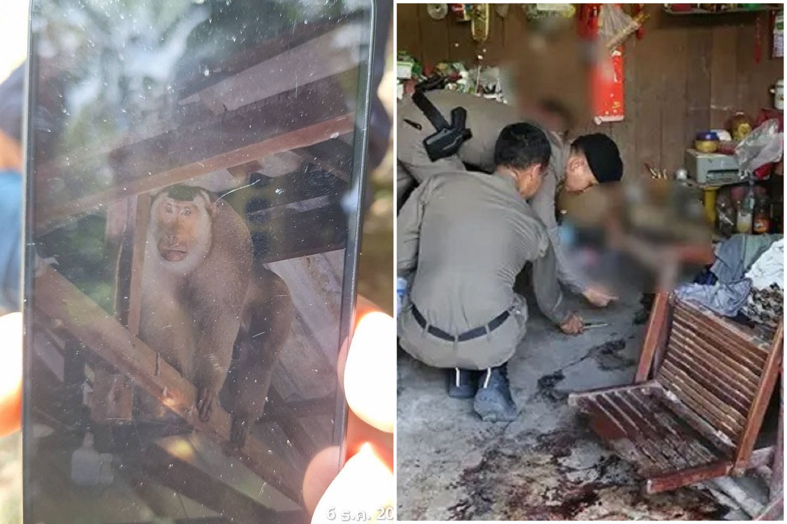 男守護家園與獼猴決鬥慘被打死　警公布「殺人凶猴」照：格殺勿論