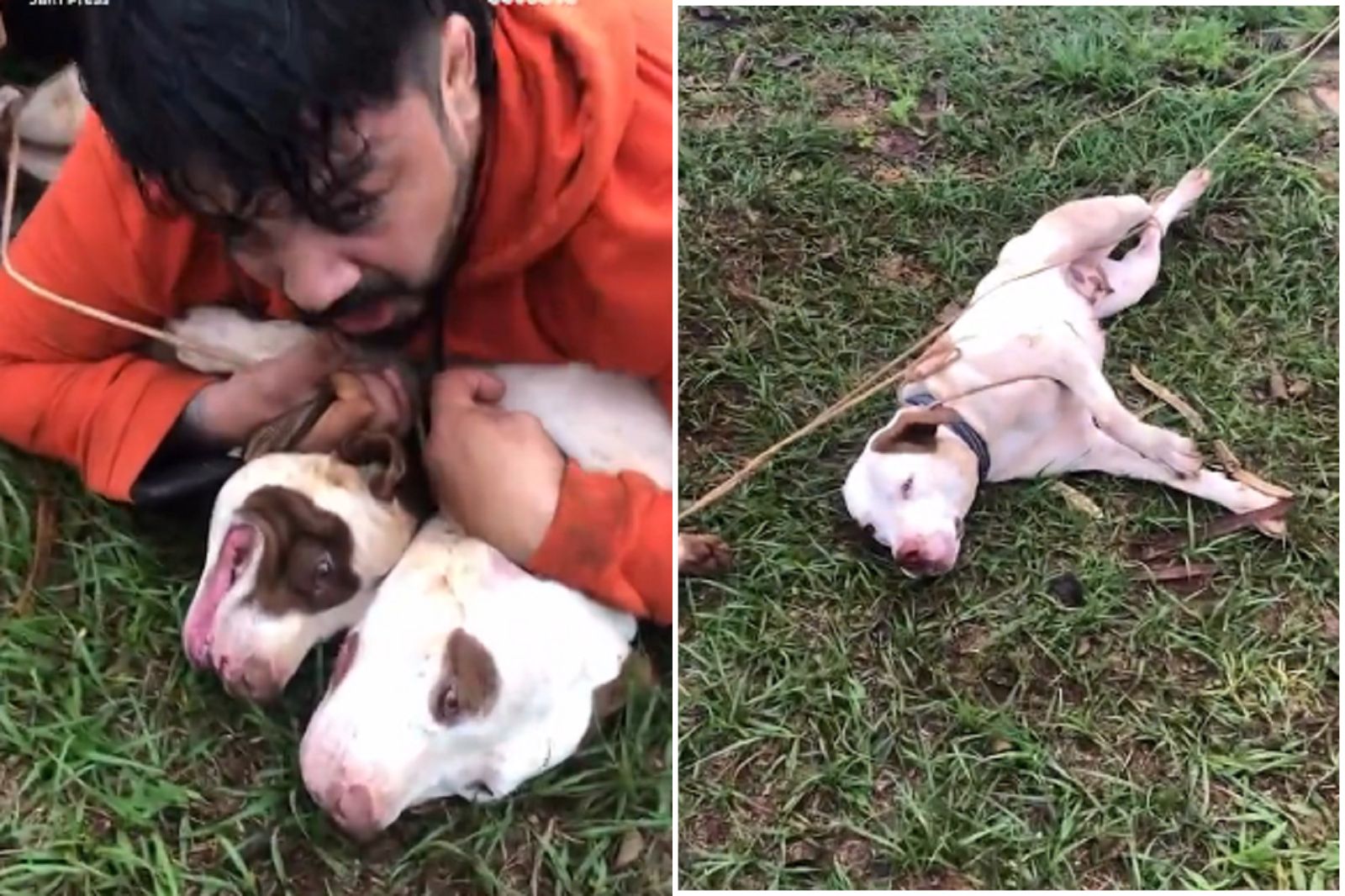 2比特犬「不講武德」惹錯人！武術男被攻擊濺血　打泰拳制伏惡狗