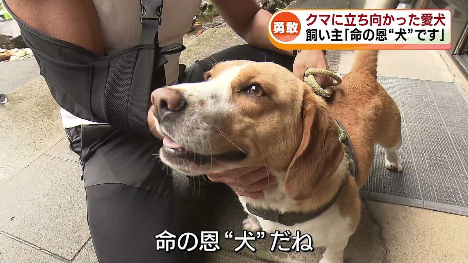 吉原直呼奇哥就是他的「救命恩狗」。圖／翻自livedoor.jp