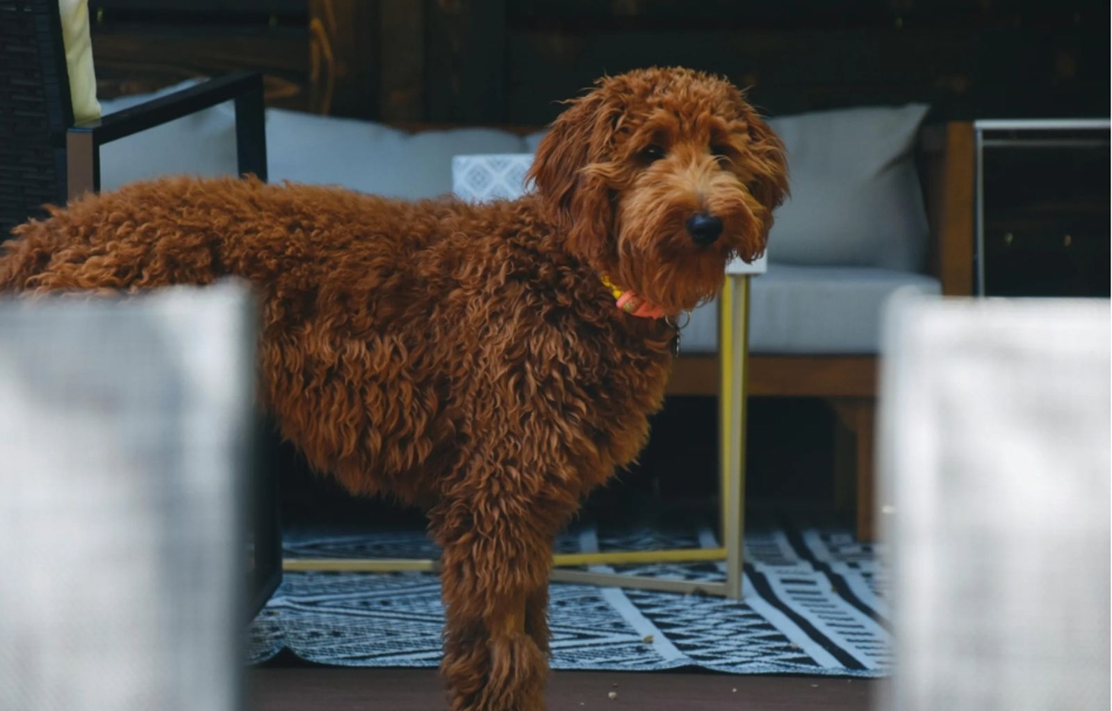 巨型貴賓犬出門沒戴嘴罩「咬傷路人左臀」 情侶檔雙雙判拘役35天