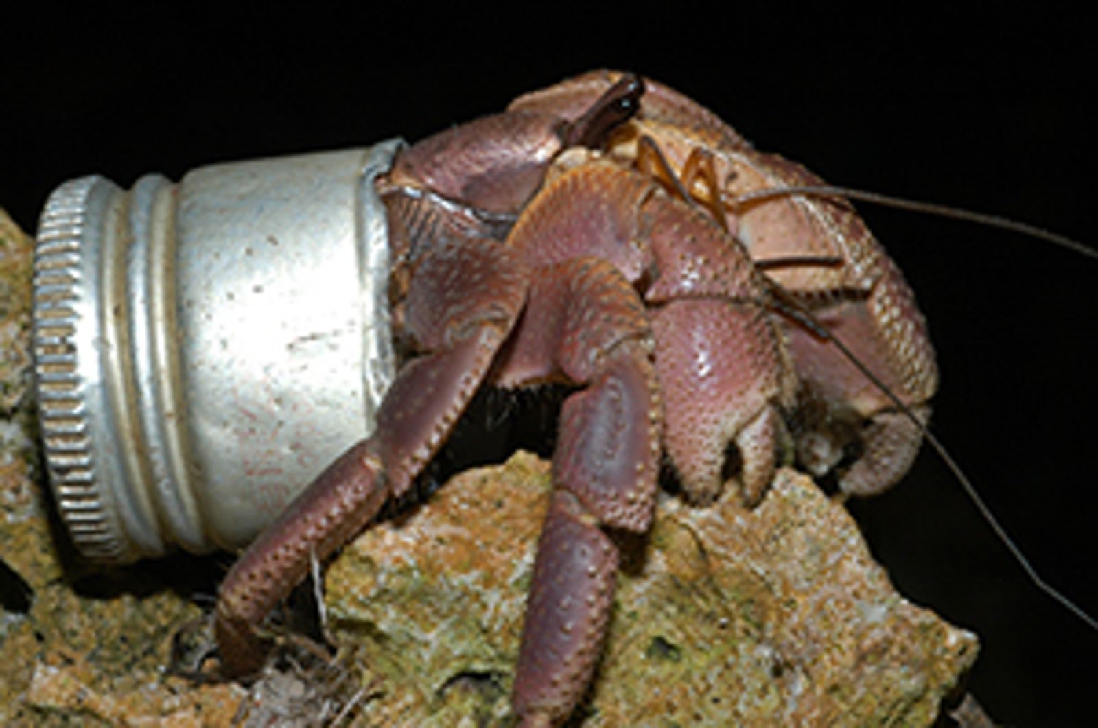 2台男至日走私寄居蟹！警依法逮捕　罰20萬日圓