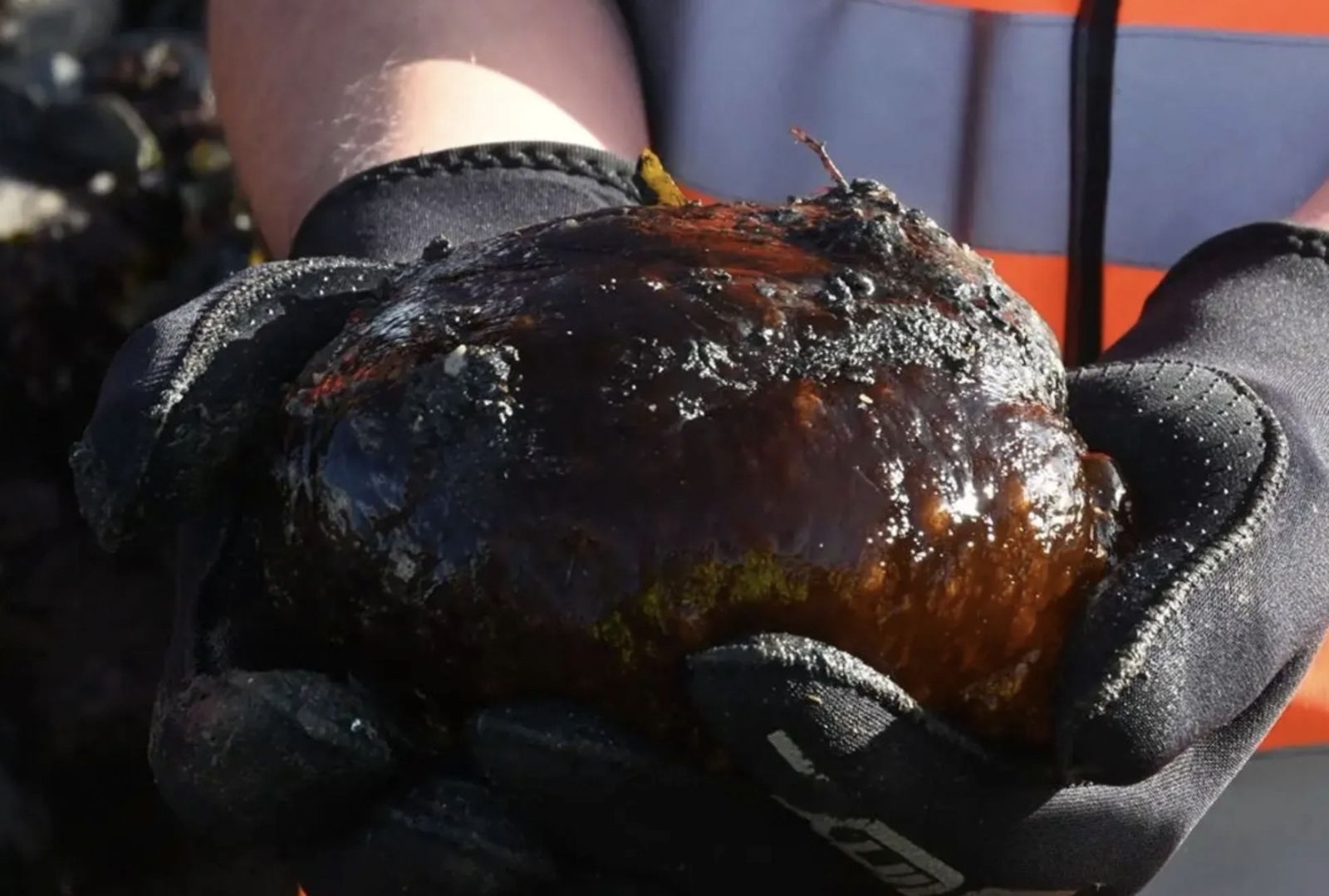 男童海灘驚見「Ｑ彈黑果凍」超像外星生物　專家揭超罕見真實身份