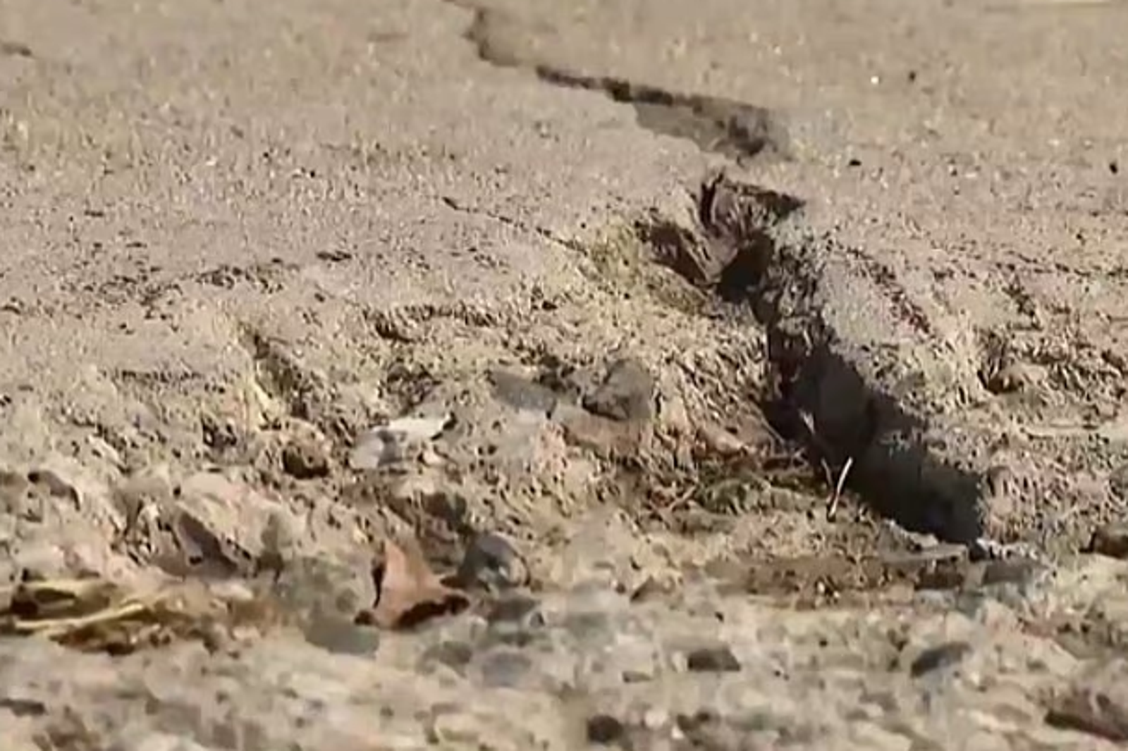 女老師被不平整的路面絆倒，導致身體多處受傷。圖／翻攝自X