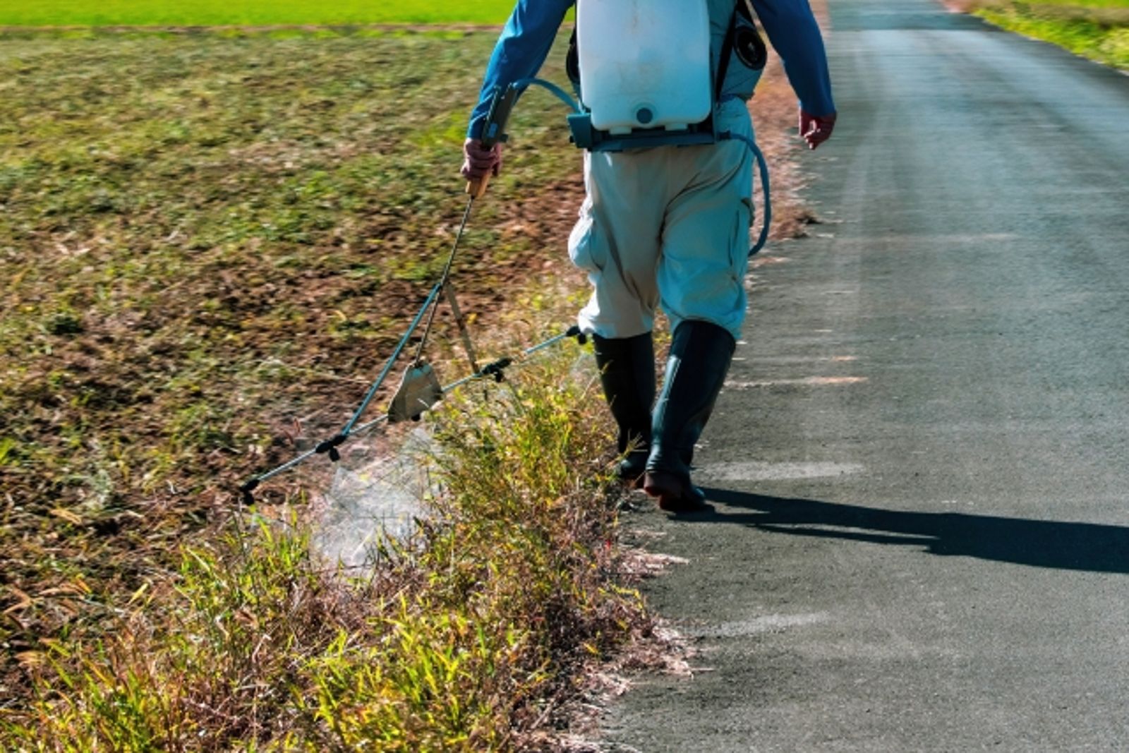 台灣優良蛋品發展協會理事長邱石崇初步懷疑，可能是雞農環境用藥不慎汙染到飼料，或是種植蔬菜時用於防治害蟲，不慎汙染飼料所致。示意圖／photoac