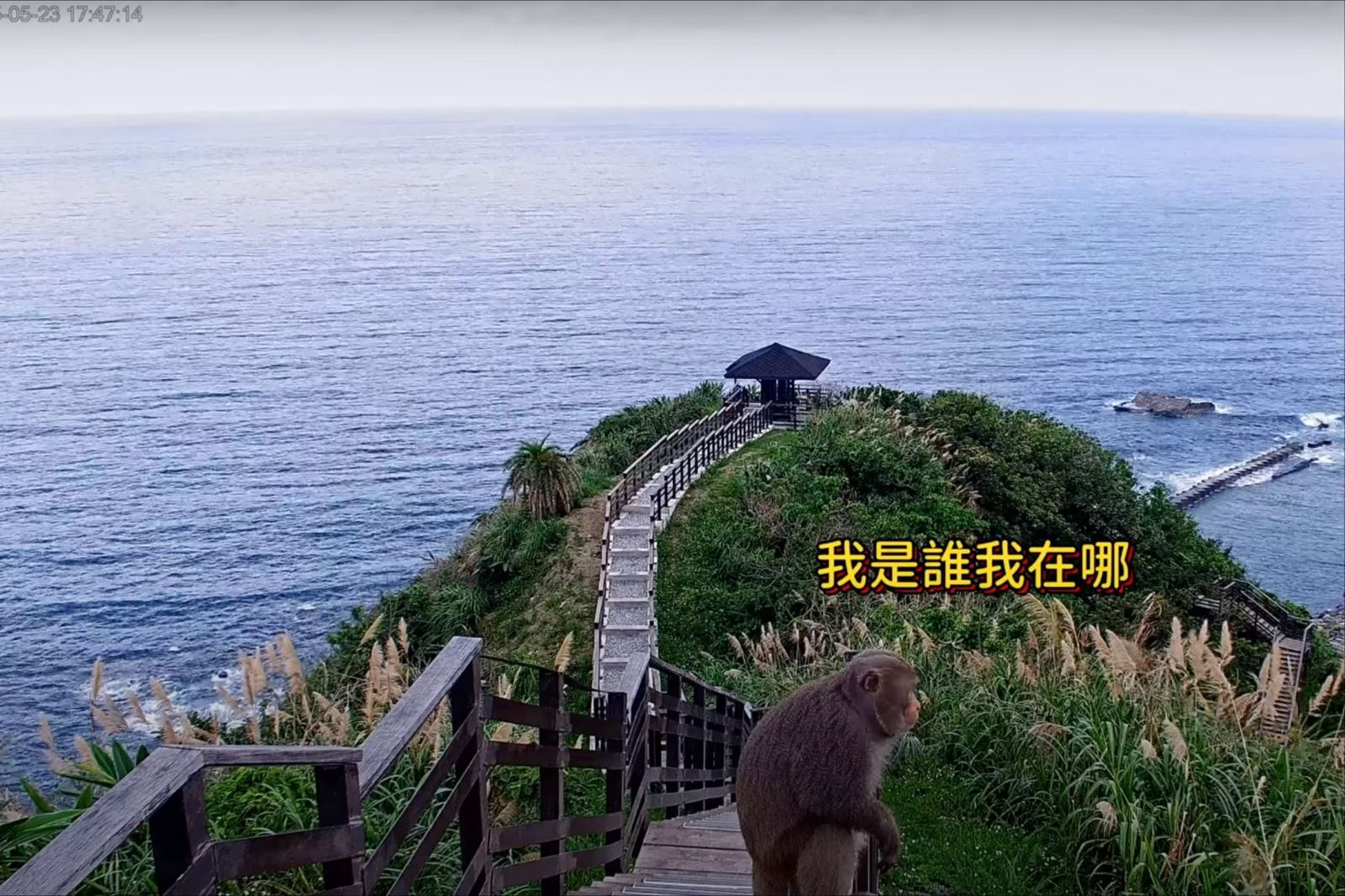 花蓮鏡頭君才剛修好！開播就錄下美猴王「不雅動作」