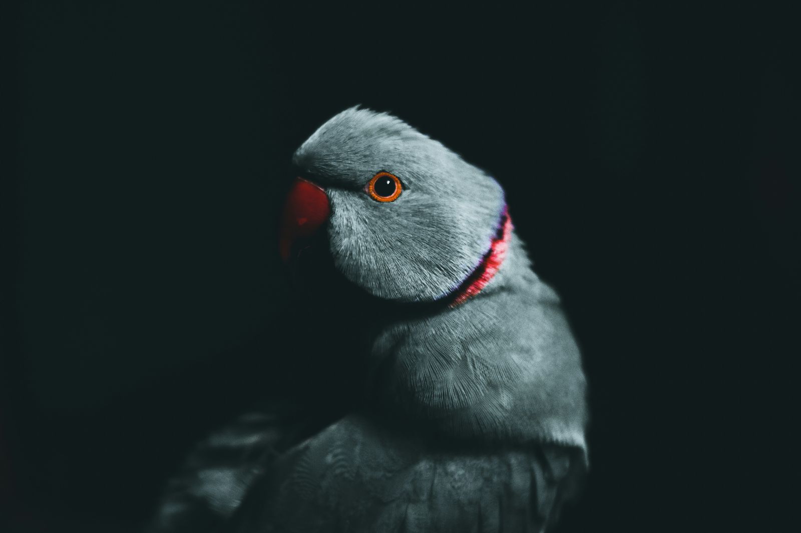 專挑年輕正妹脫褲遛鳥　8旬翁半年2度露出！辯「擦藥」遭打臉