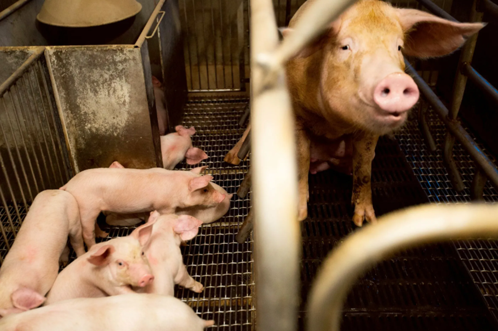 2000億產值險陪葬!台中養豬父子隱匿豬瘟還賣斃死豬 惡性重大檢求重刑