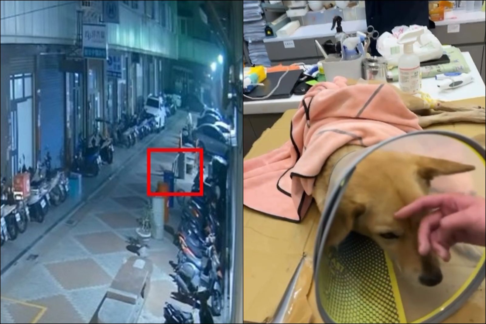 北港深夜傳巨響!驚見狗狗「高樓墜地」內出血仍命危…他祭2萬懸賞冷血飼主