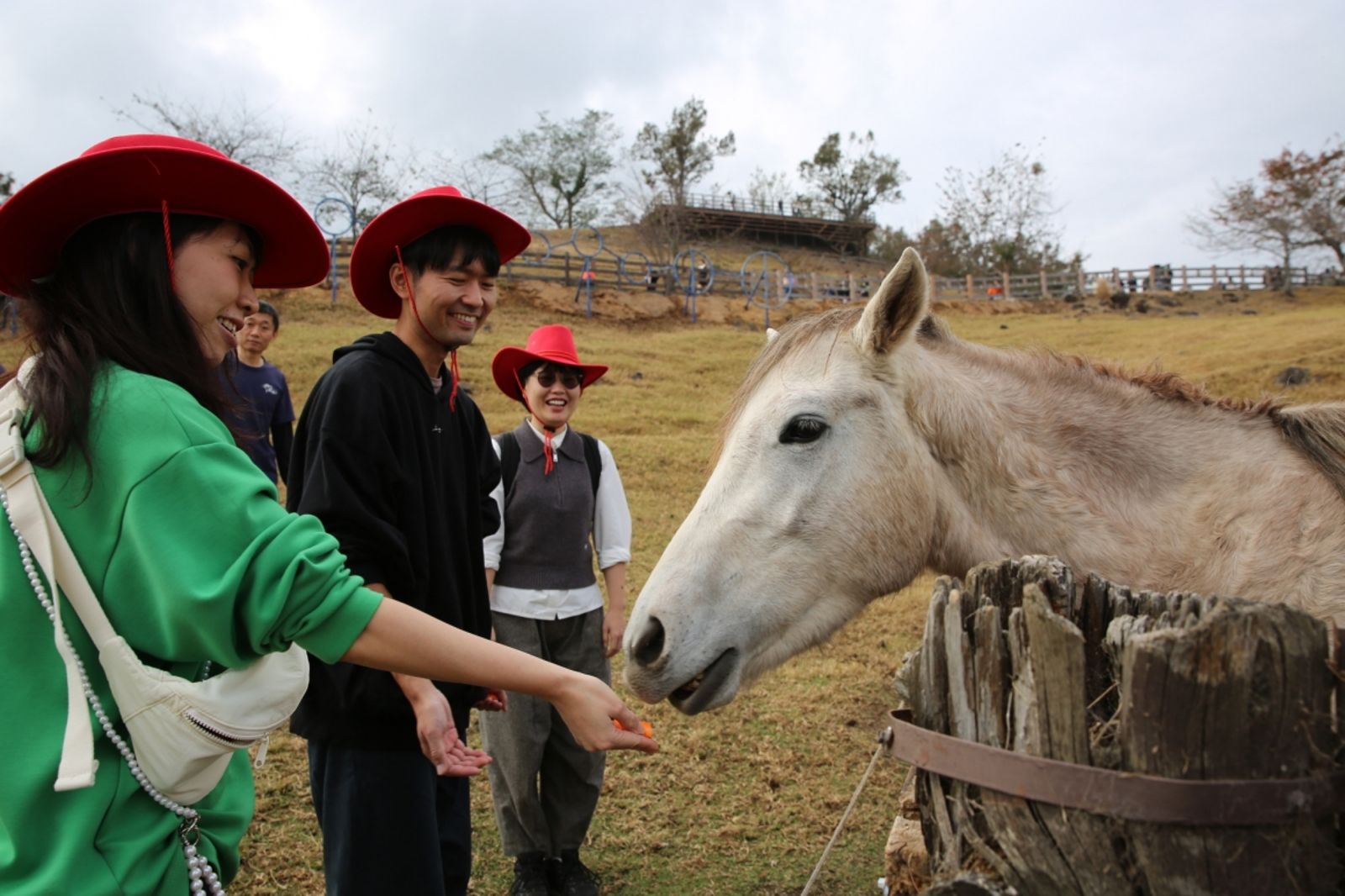 太靠近！清境農場馬匹咬傷2歲童右耳　二審大逆轉判賠