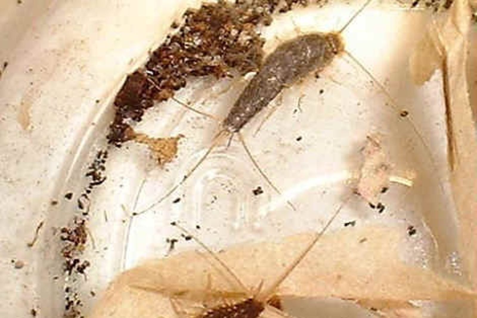 衣魚喜歡潮濕、陰暗、有食物來源的環境。圖／翻攝自行政院環境保護署