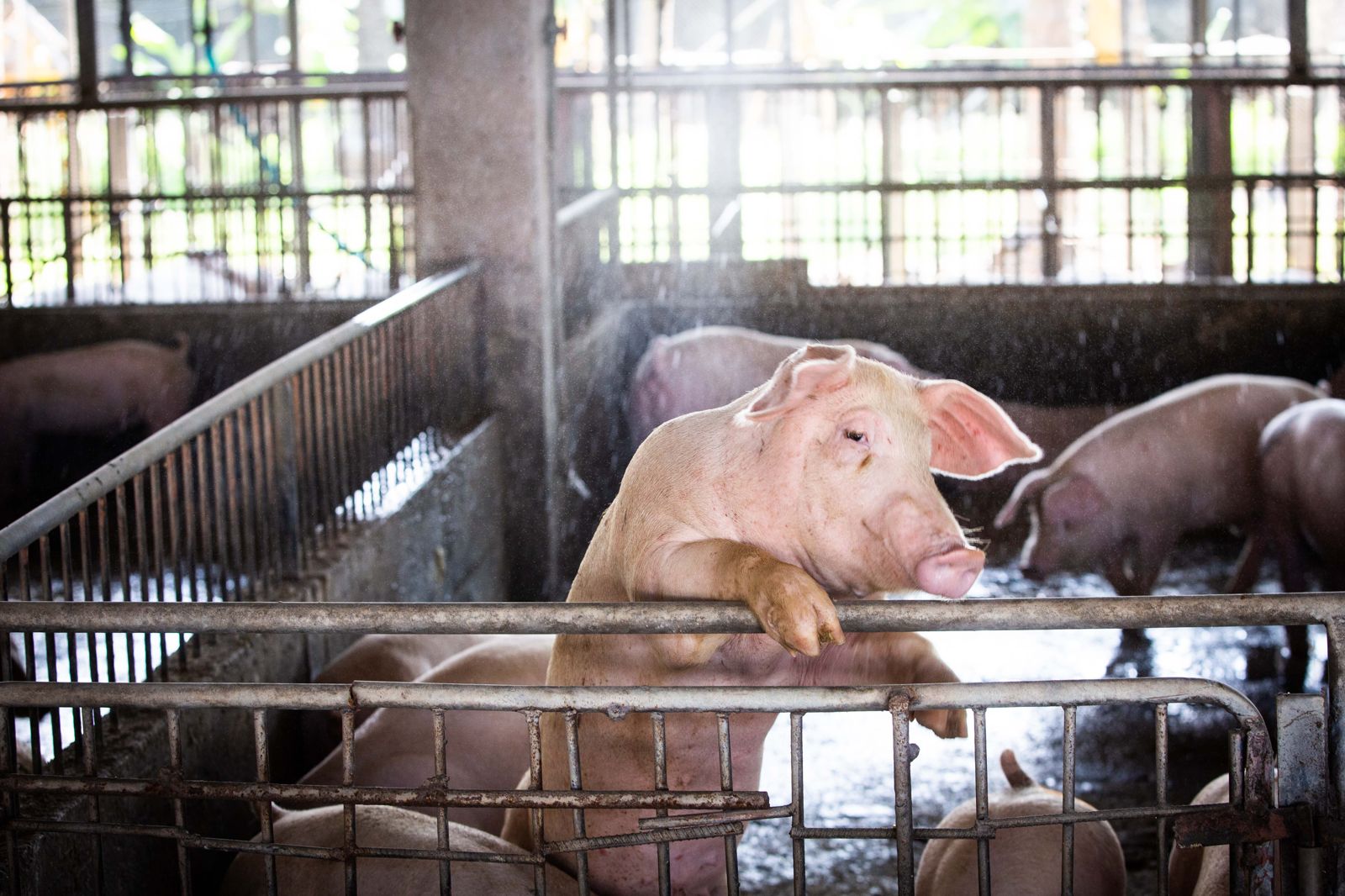 台中驚傳非洲豬瘟疫情　卓榮泰深夜下4點裁示、急成立中央災變中心