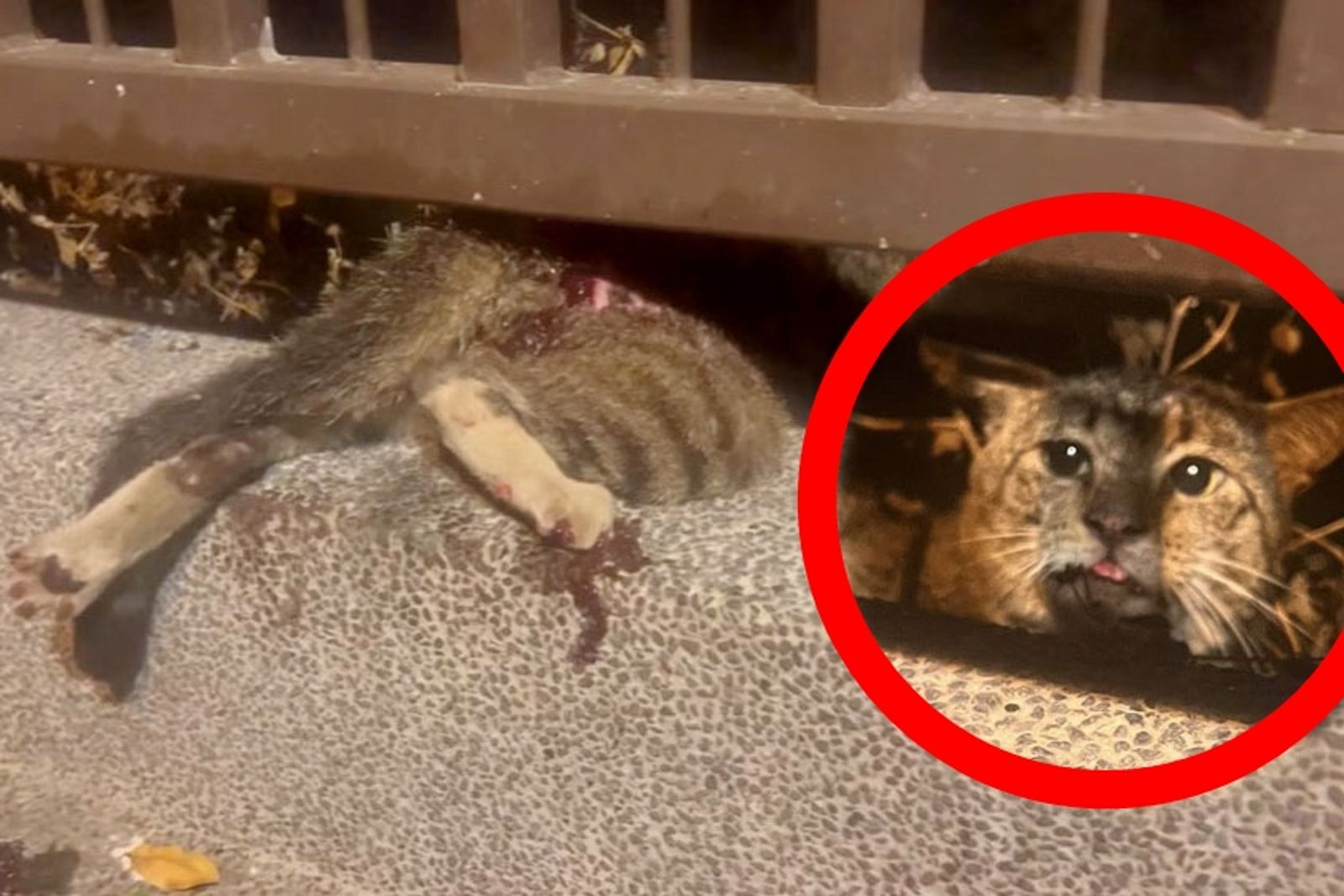 流浪街貓全身被咬得傷痕累累，驚慌躲入欄杆內避難。民眾提供