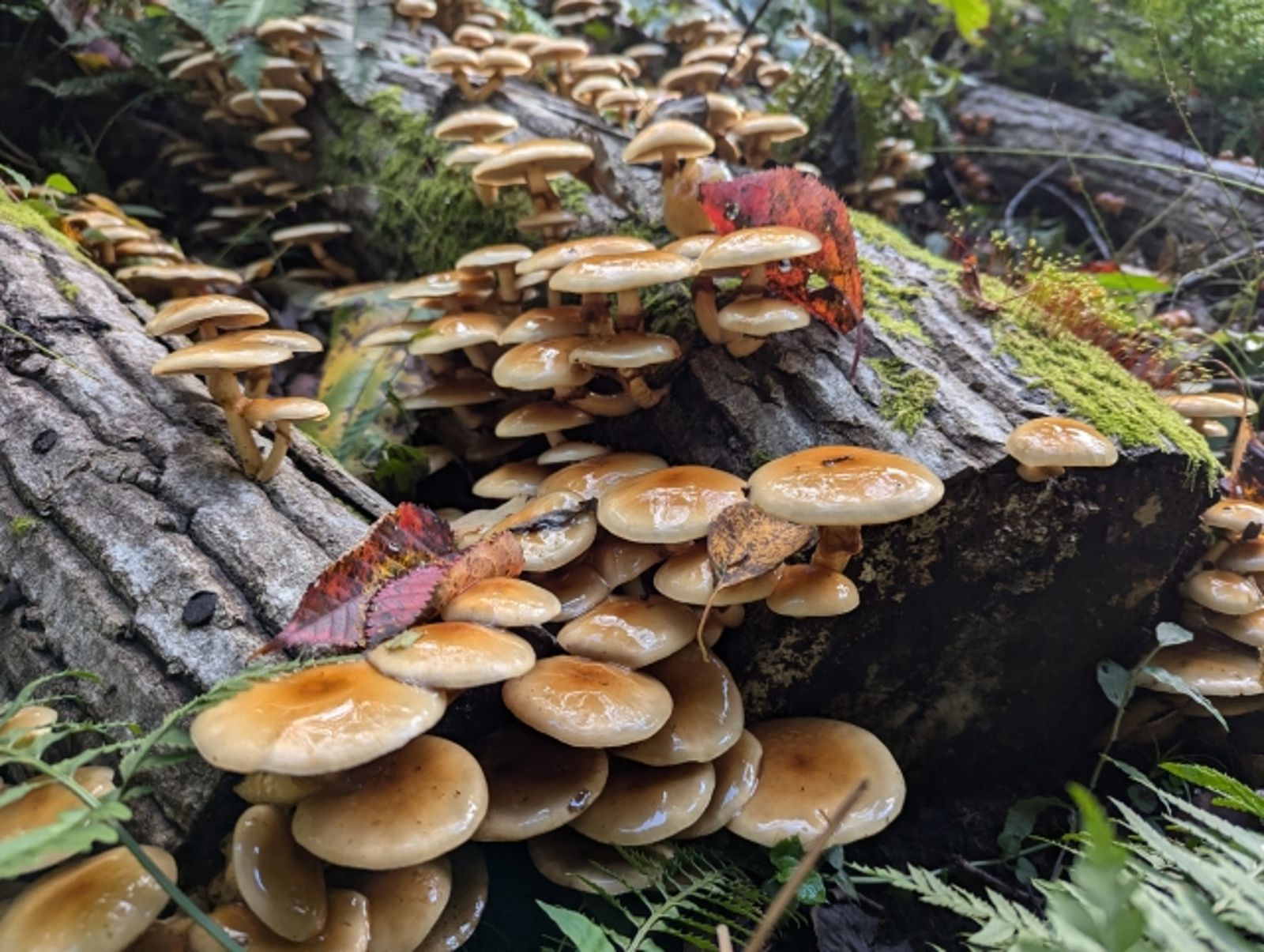 山友誤認同伴死在山上 報警後發現人活得好好的