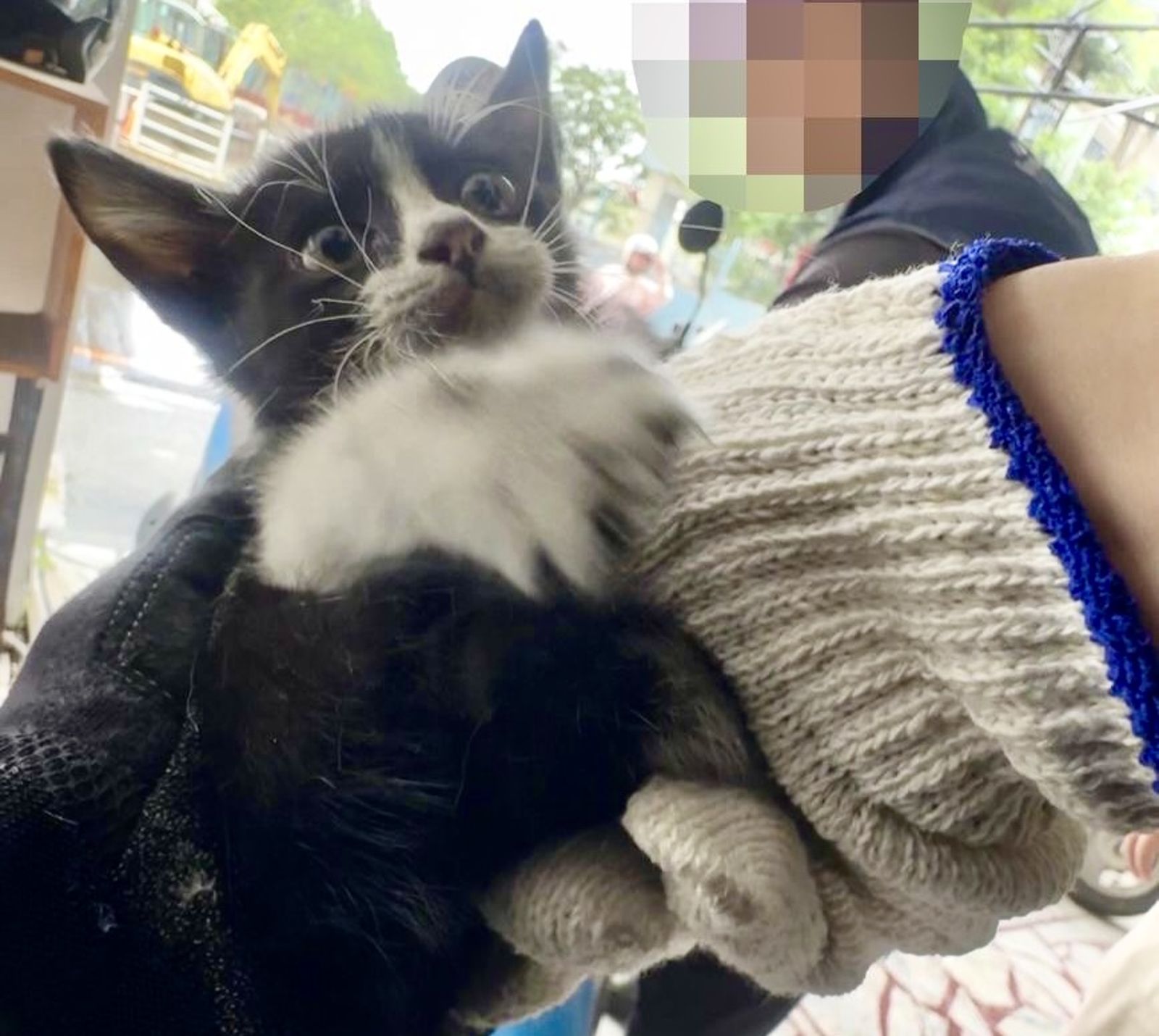 小奶貓捉迷藏躲機車遭「當場逮補」　小手緊扒波麗士大人超萌眼神迷倒眾人