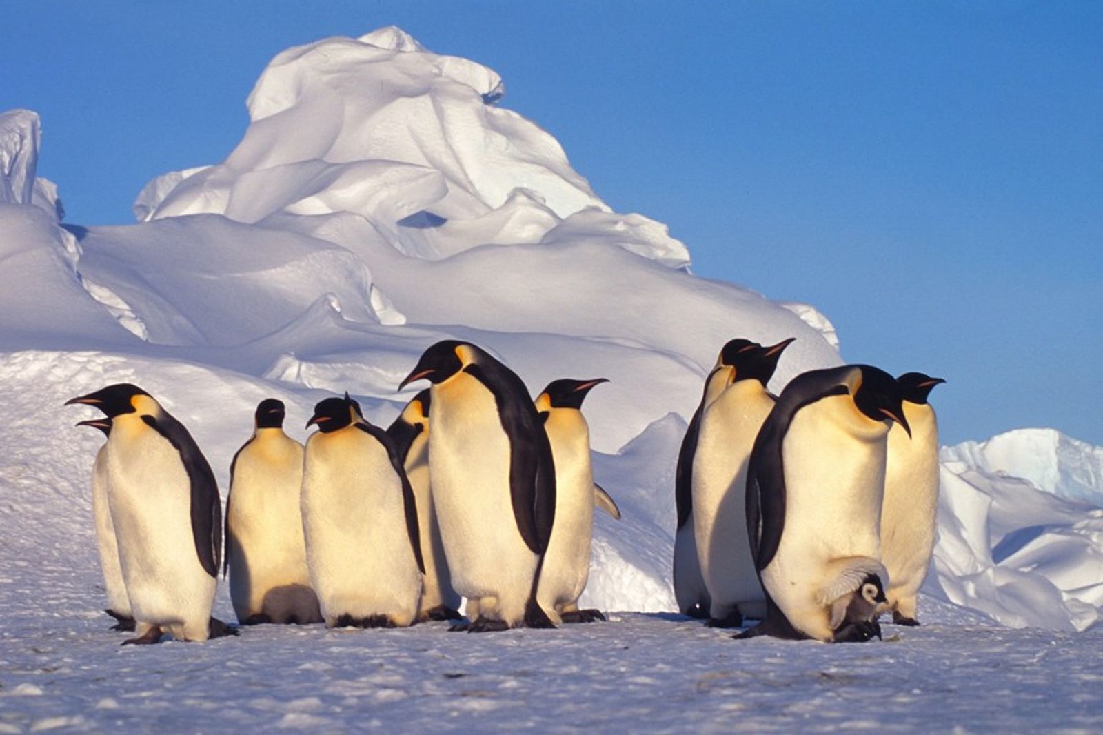 皇帝企鵝快滅絕了！正式被列「瀕危物種」　25年來減少近60%