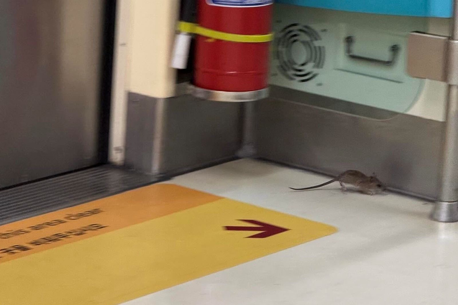 民眾發現北市近期老鼠爆增，就連台北捷運車廂也遭老鼠入侵。圖／翻攝自Threads@kyeh318
