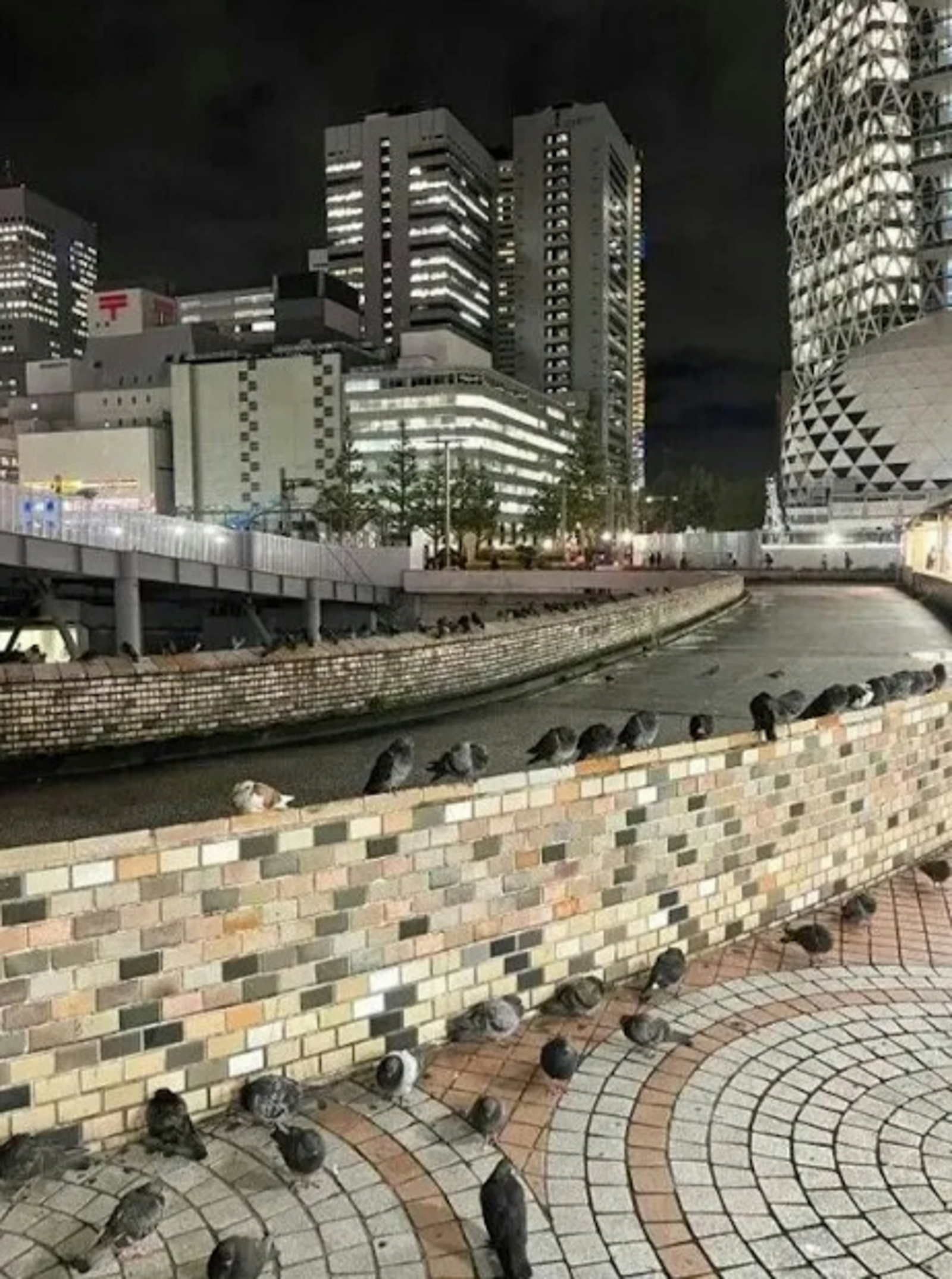 新宿車站時常聚集巨量鴿子。圖/翻攝自X