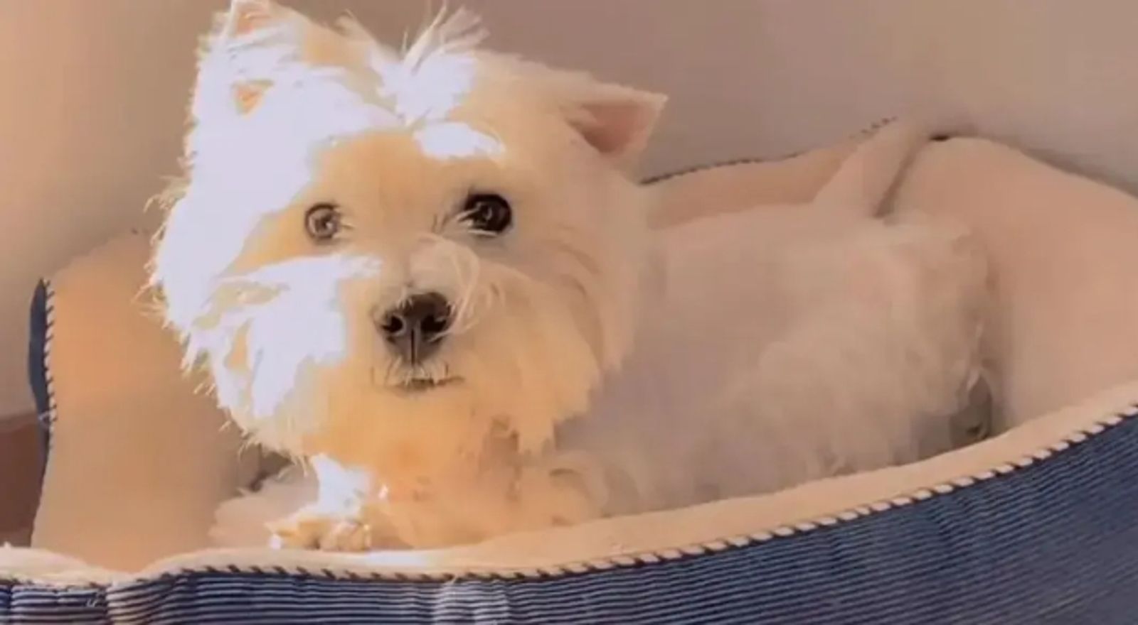 愛犬遭人毒死！女子辭職「追查兇手」1000多天　法院終於判決了