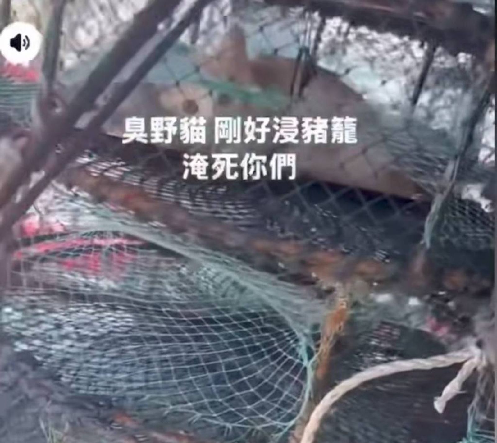 全網肉搜！冷血男虐貓「浸豬籠」丟大海　警民聯手登船救回1幼貓