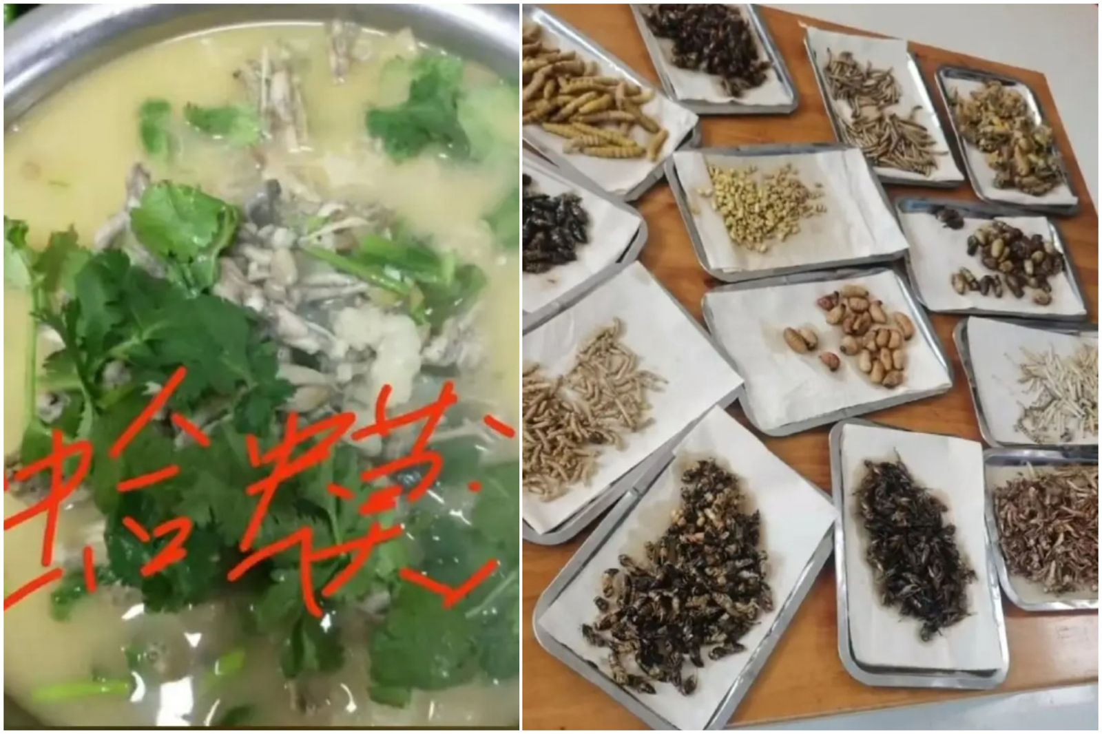 餐廳老闆拍「菜色影片」竟收184萬天價罰單　喊冤提訴訟