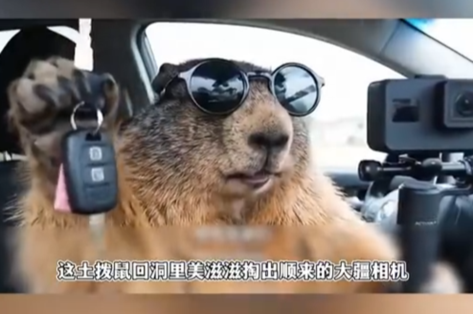土撥鼠有了相機及鑰匙能夠當旅遊部落客。圖/翻攝自微博