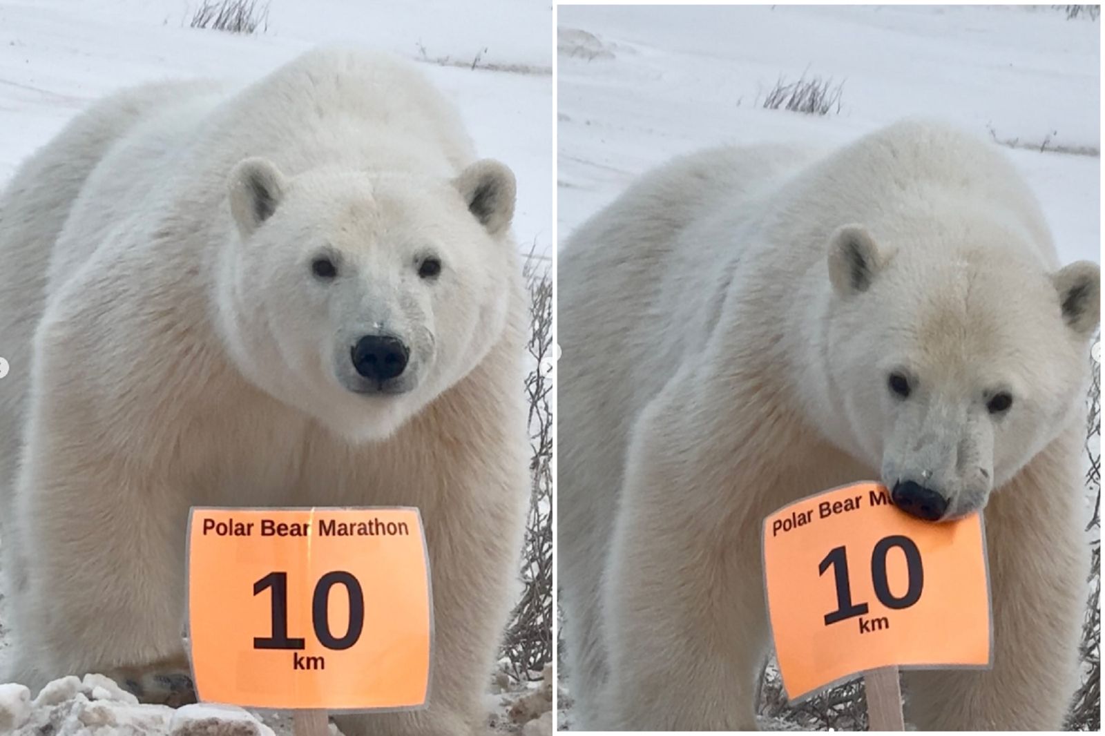 41J肉聲／「北極熊馬拉松」規定人類參賽　北極熊不服來戰還拿紀念品！網喊沒毛病