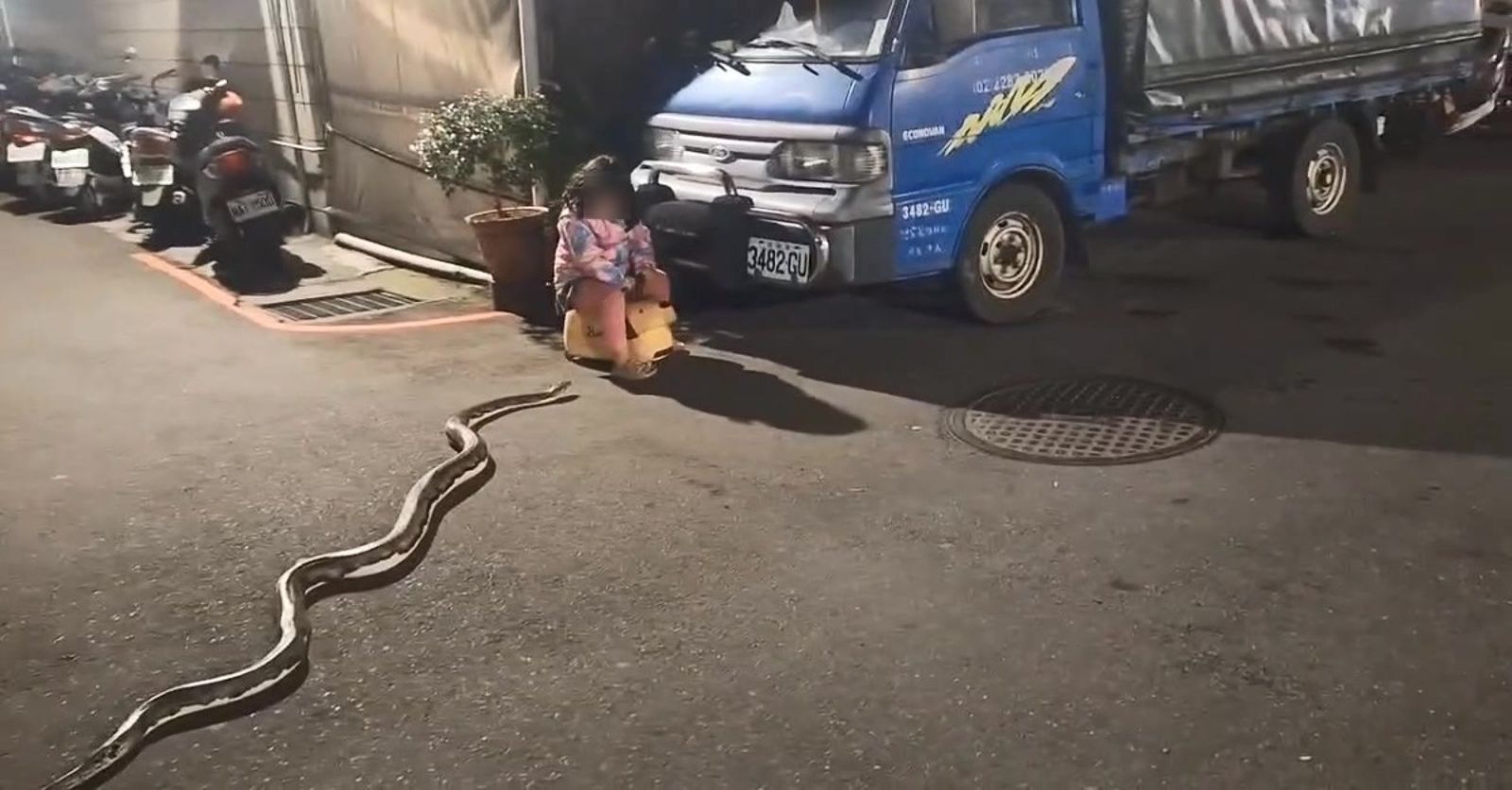 女童騎著學步車與蟒蛇相遇。圖／翻攝畫面