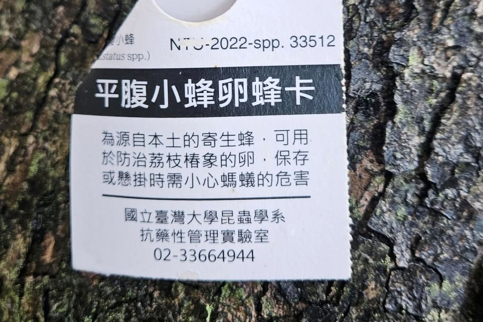 過生物防治「平腹小蜂卵卡」減少荔枝椿象危害。圖／路上觀察學院