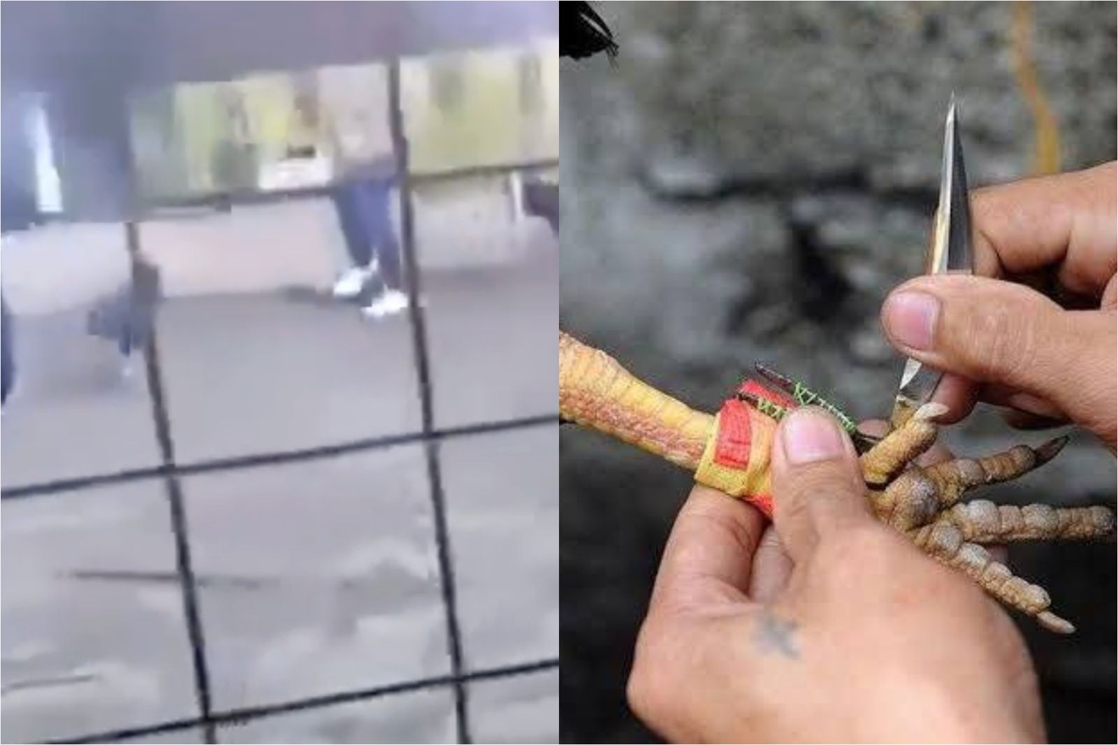 55歲男被鬥雞殺死!一刀割爆下體「滿地鮮血」畫面曝光