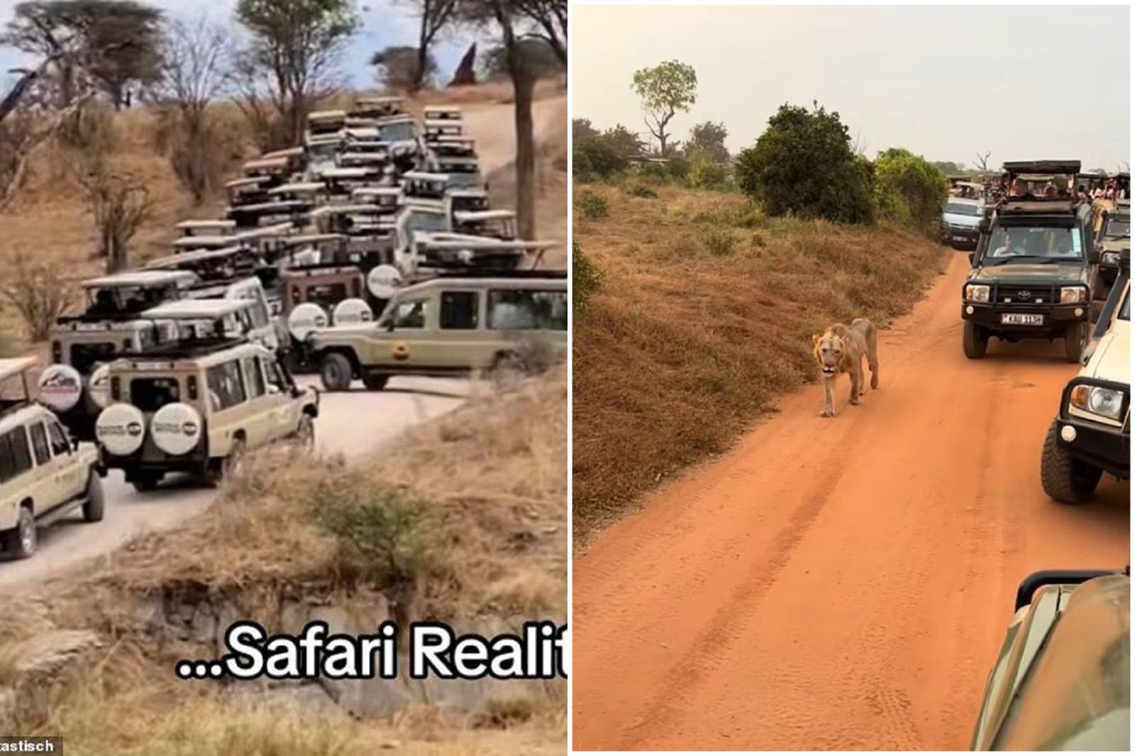 41J肉聲／趙少康沒去東非是對的！參加者怨人類塞爆　動物都在看車子大遷徙