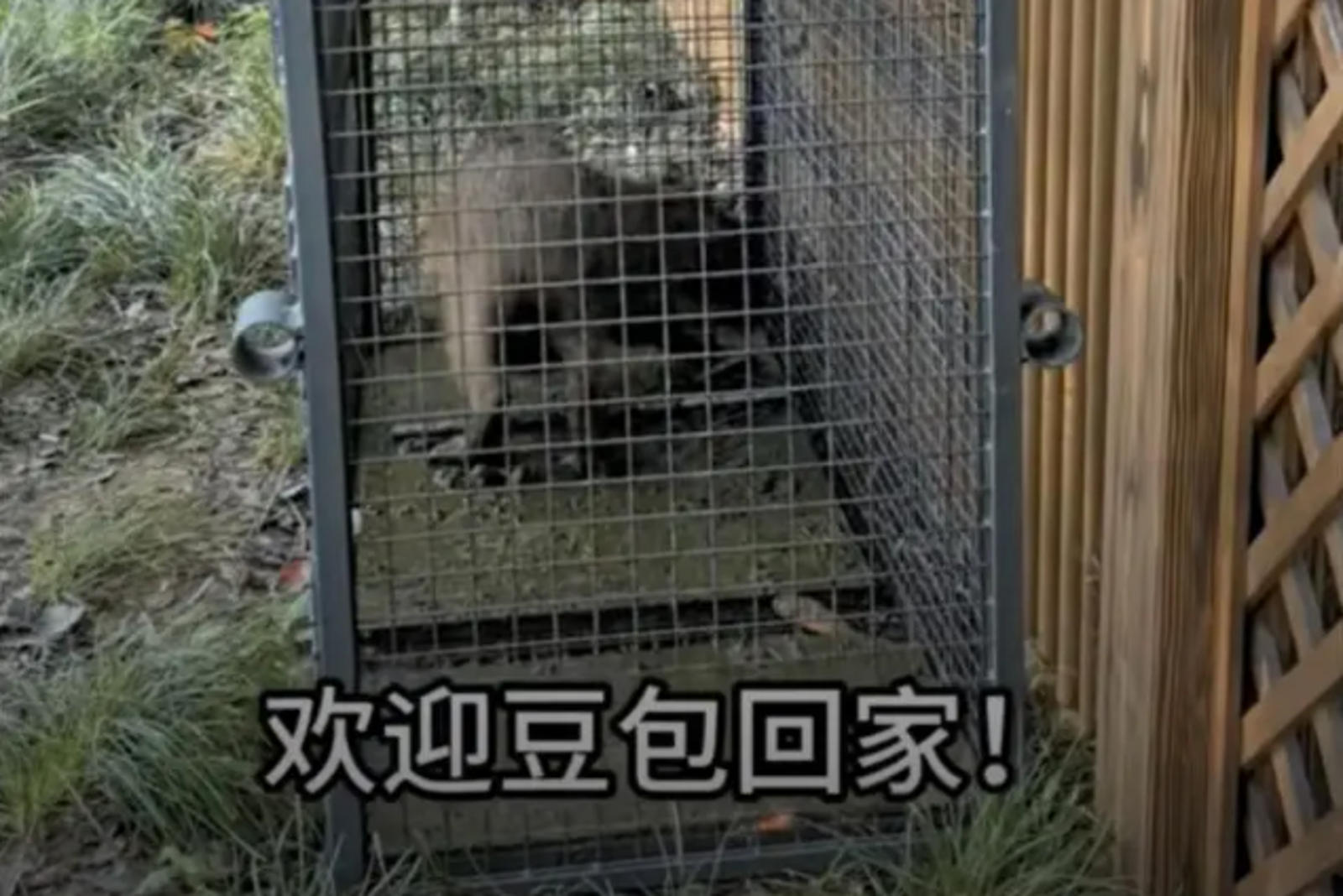 豆包出走2個月,增胖1斤、身形圓潤光滑。圖/翻攝自微博