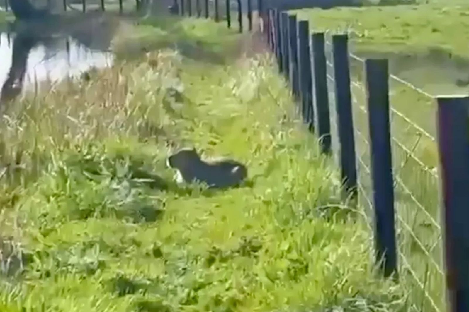 動物園水豚落跑2週！成功躲過無人機、搜索犬　「河岸曬太陽」悠閒畫面曝光