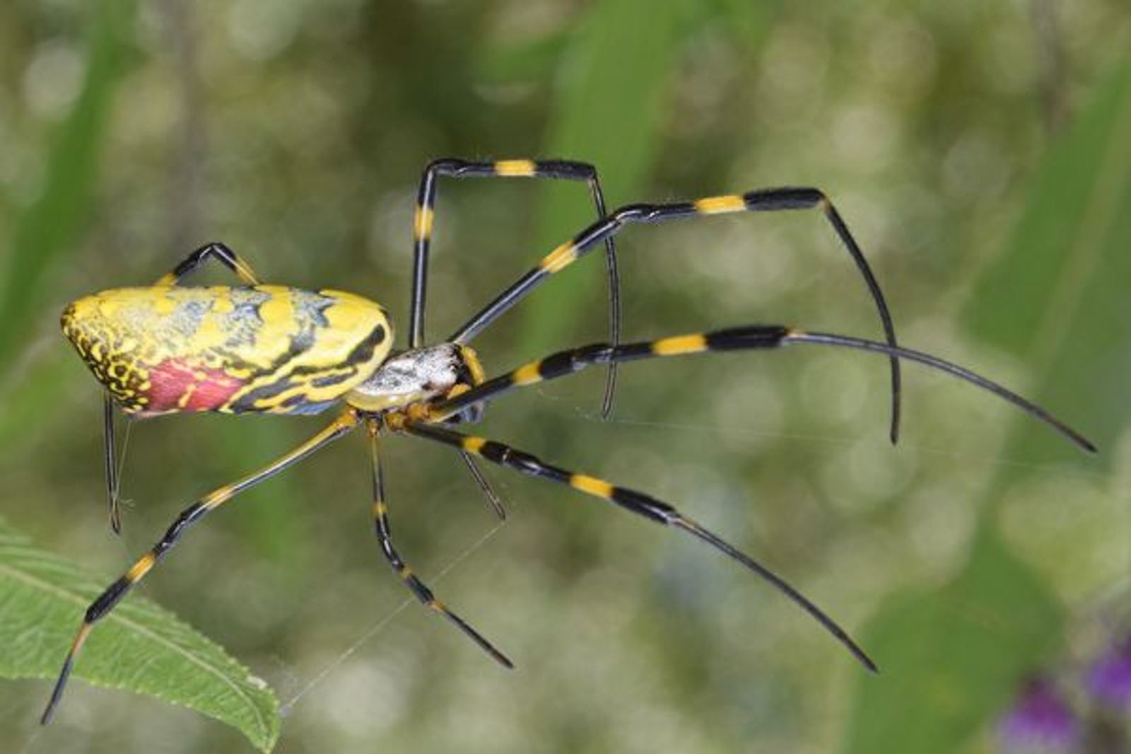 拳頭大!巨型毒蜘蛛入侵美國 專家示警:迅速適應城市