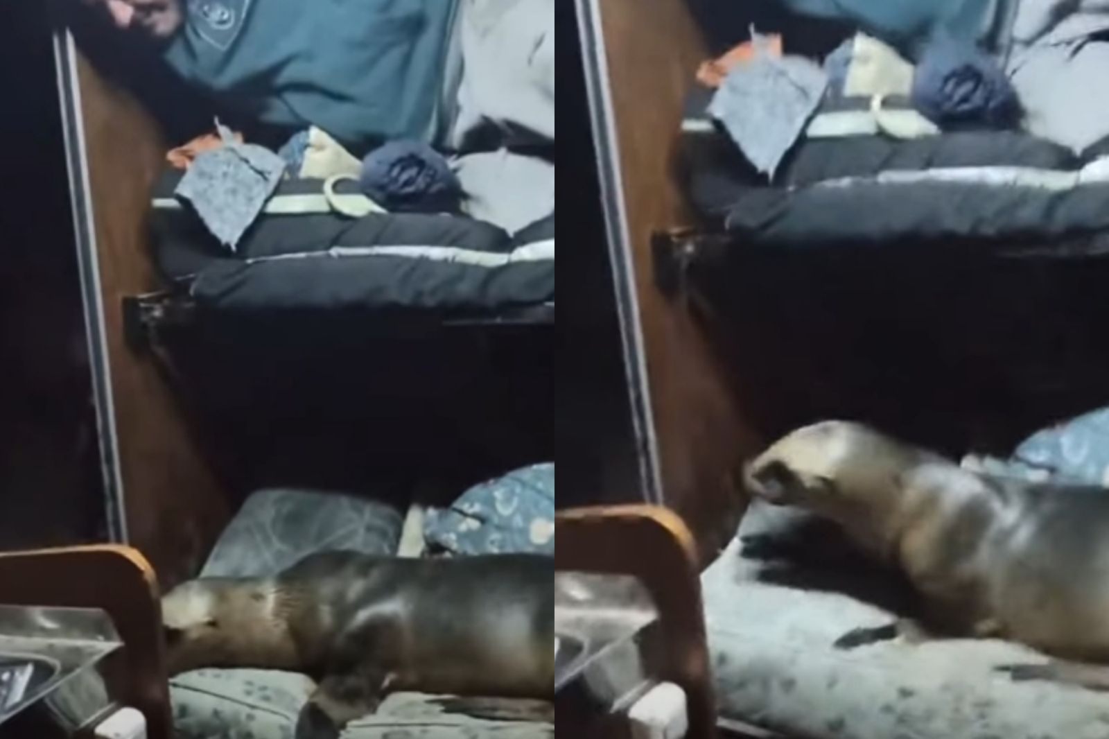比人還會享受!海獅跳上貨船「霸佔床鋪」 找好位置直接睡到翻