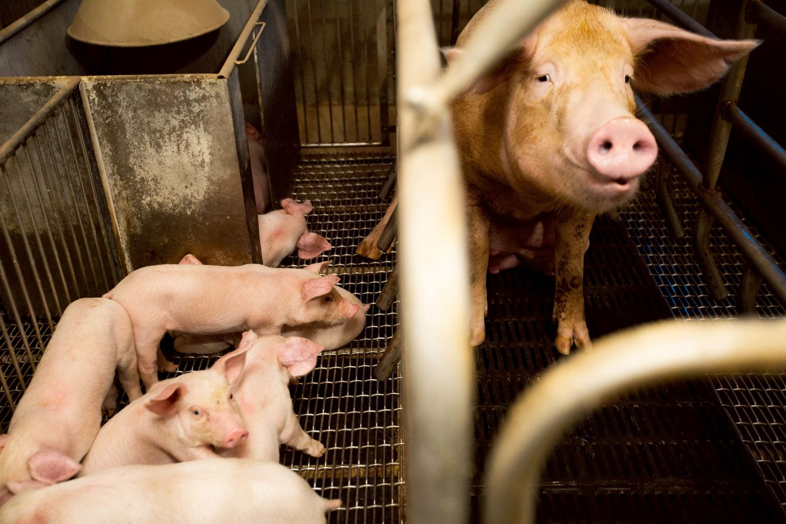 台中養豬場驗出非洲豬瘟！　今起全國豬隻禁運禁宰、禁用廚餘養豬