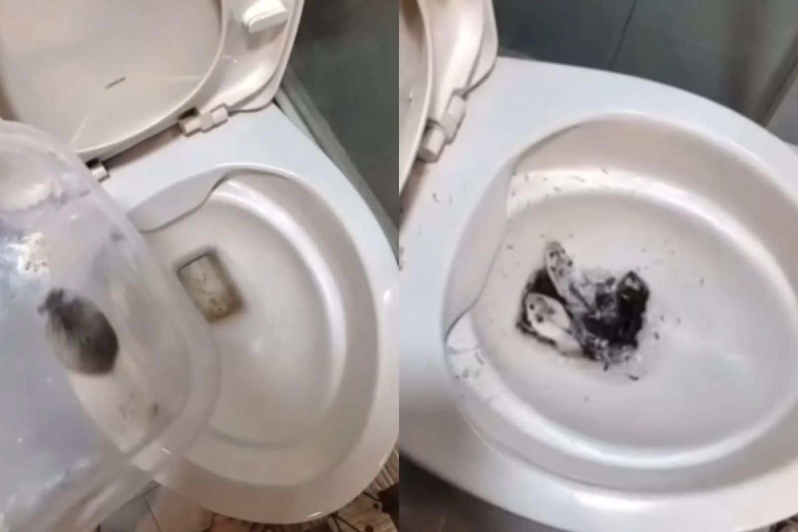 虐殺倉鼠沖馬桶　警方證實惡劣泰女上月被男友舉報已落網