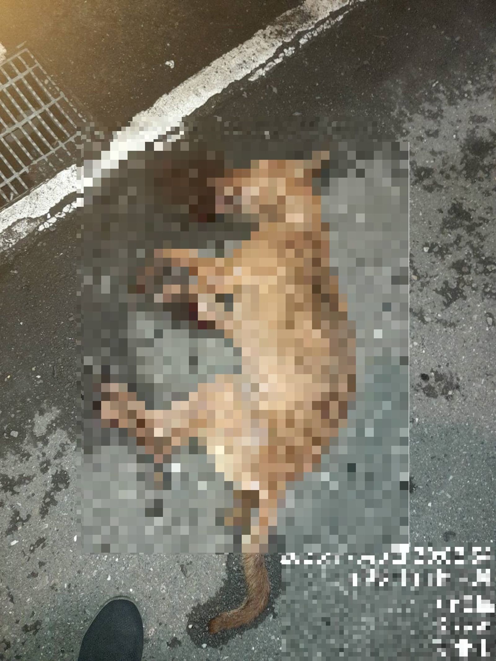 犬隻墜落地面後當場死亡。翻攝畫面