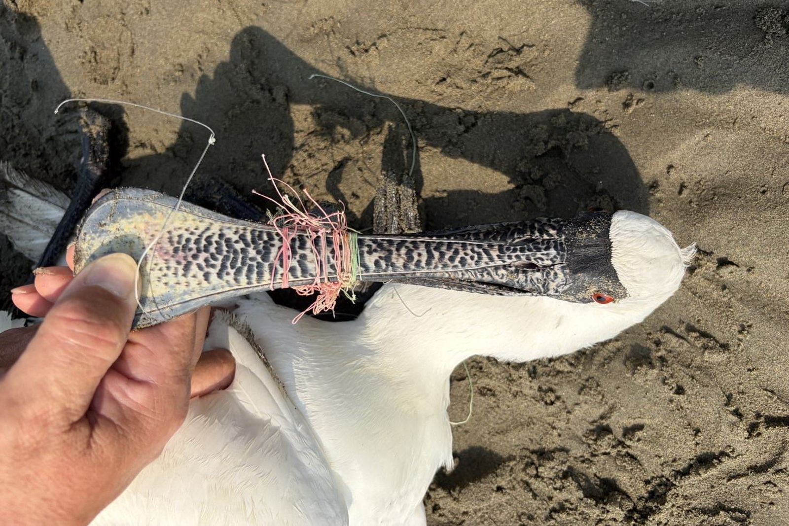 濕地天堂淪候鳥地獄!黑面琵鷺遭魚線纏困多日力竭 南下過冬卻命喪苗栗