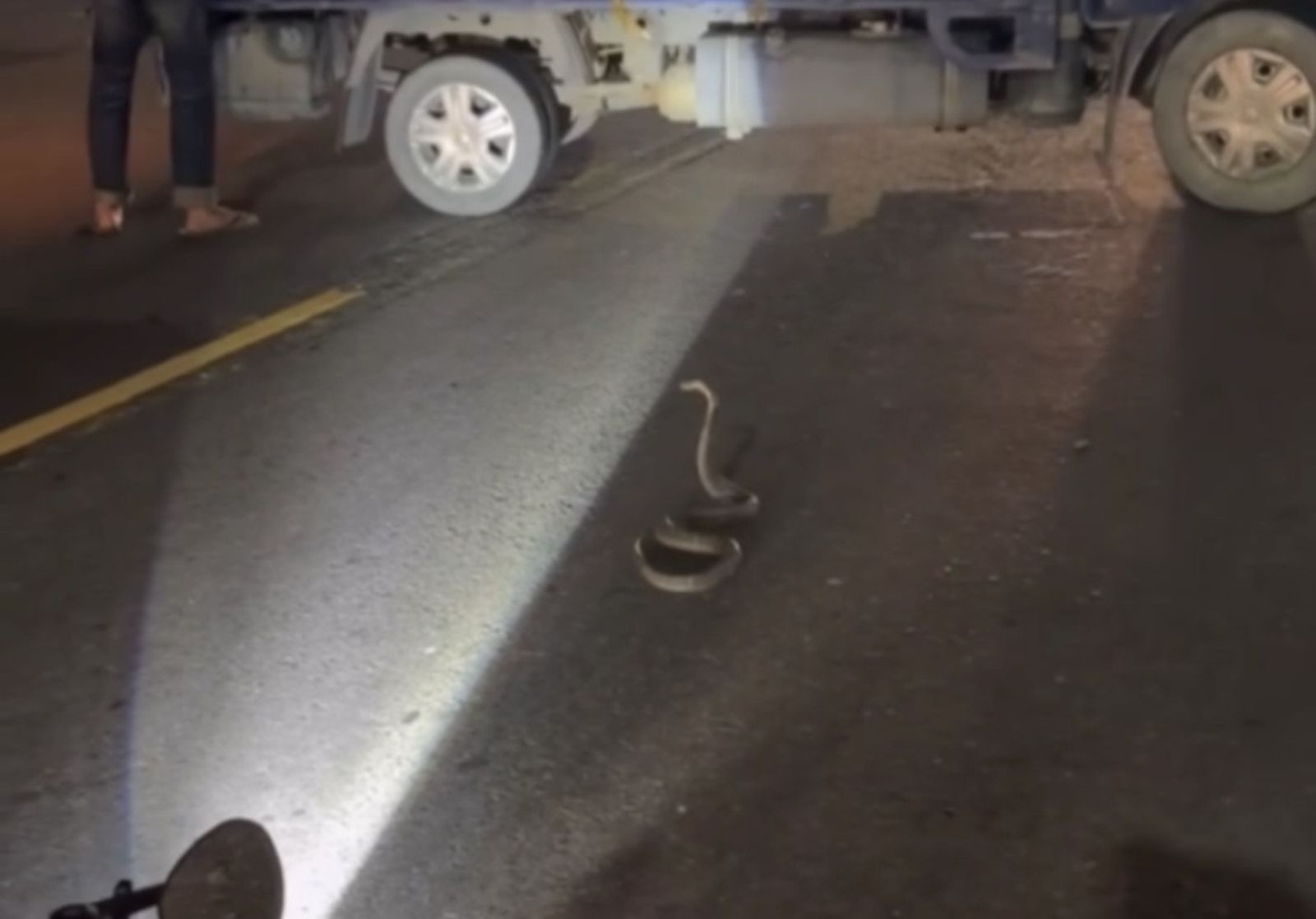 鳳山路中央驚見眼鏡蛇！騎士急煞慘遭追撞　巨蛇「暴氣」吐信影片曝光