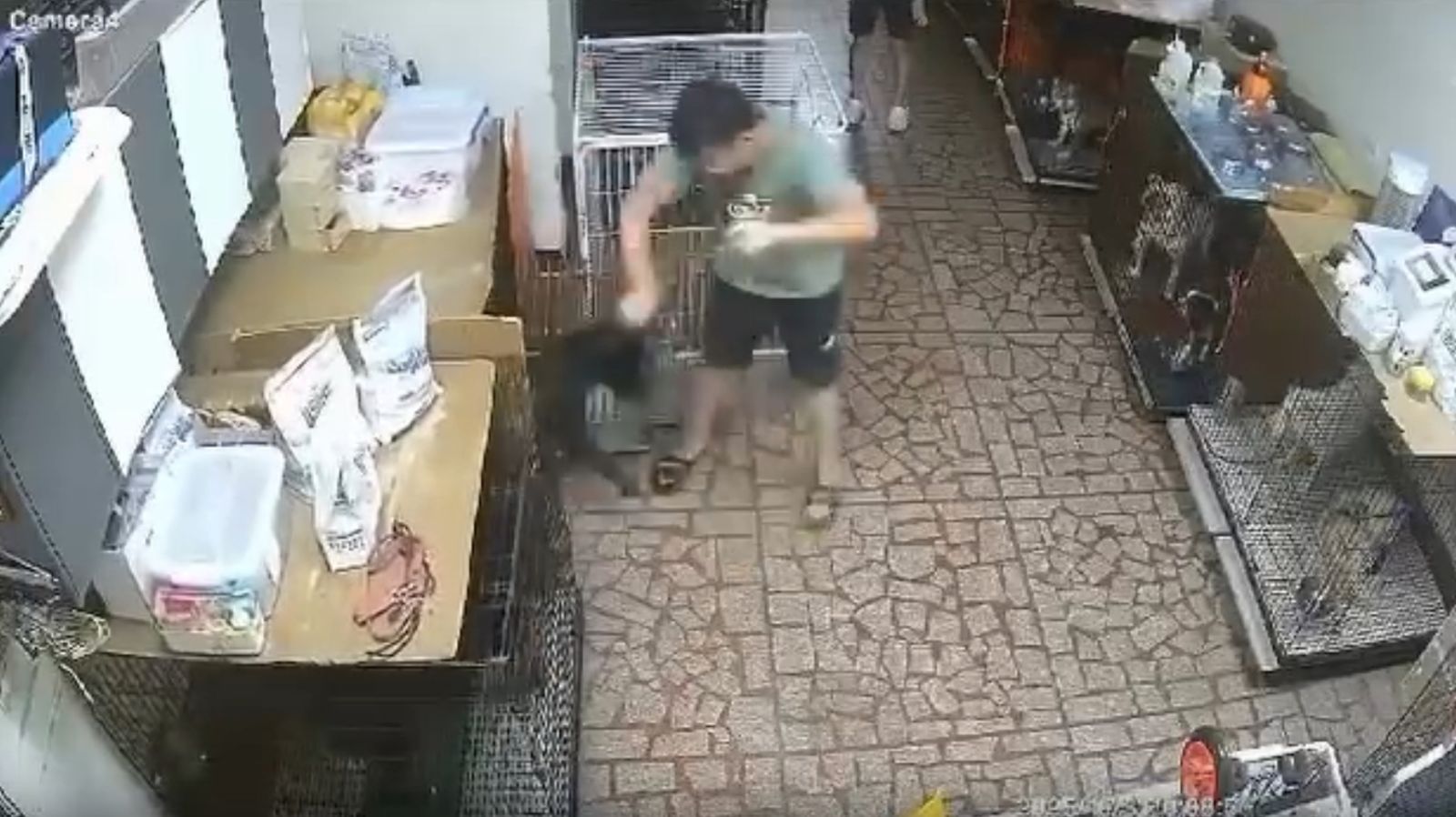 飼主砸160萬寄宿竟遭虐！桃園知名訓犬中心爆虐狗「愛犬遭吊半空」畫面曝光