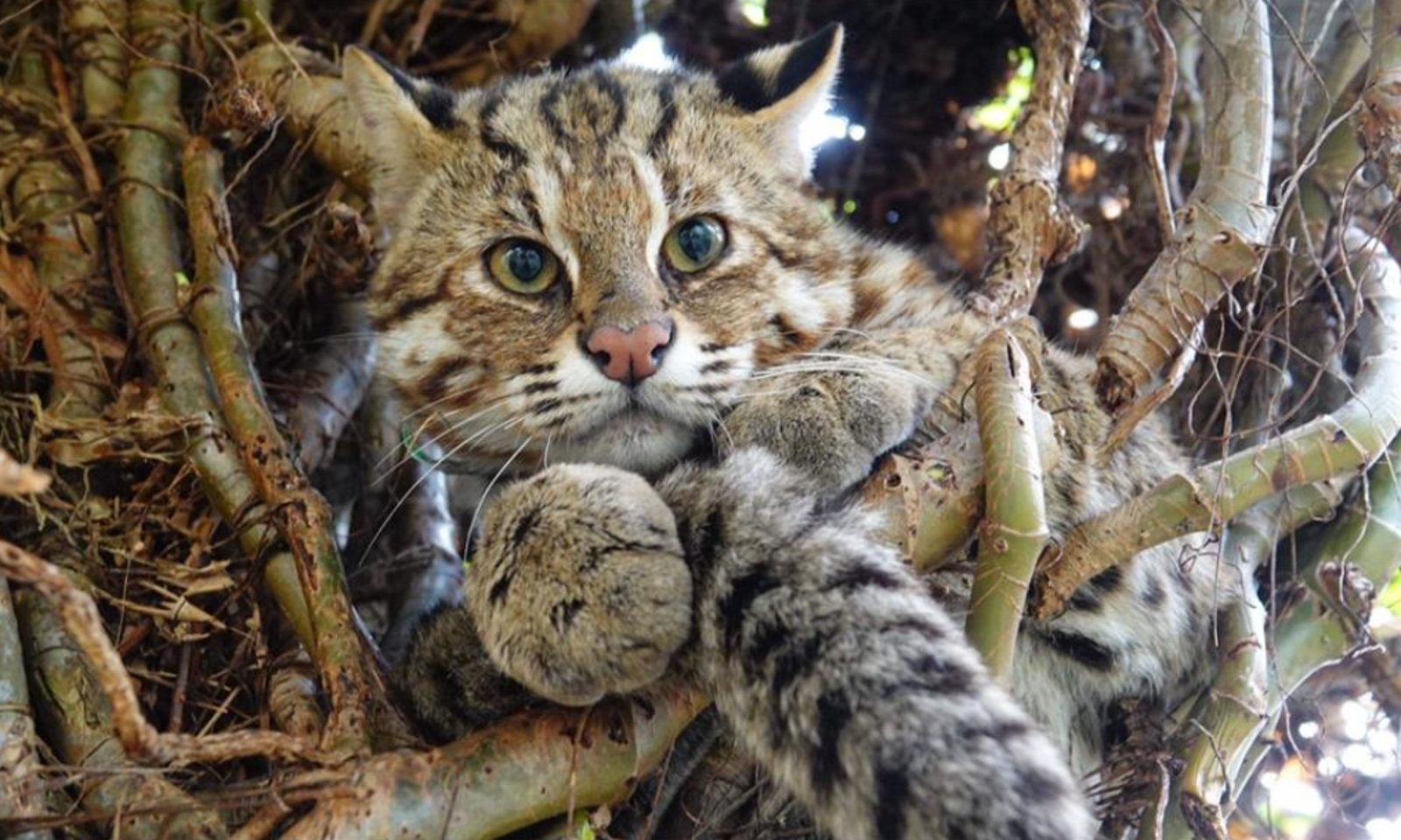 石虎慘遭射殺、流浪貓剝皮賣肉　越籍移工化身「山林屠夫」　中院重判8年2月