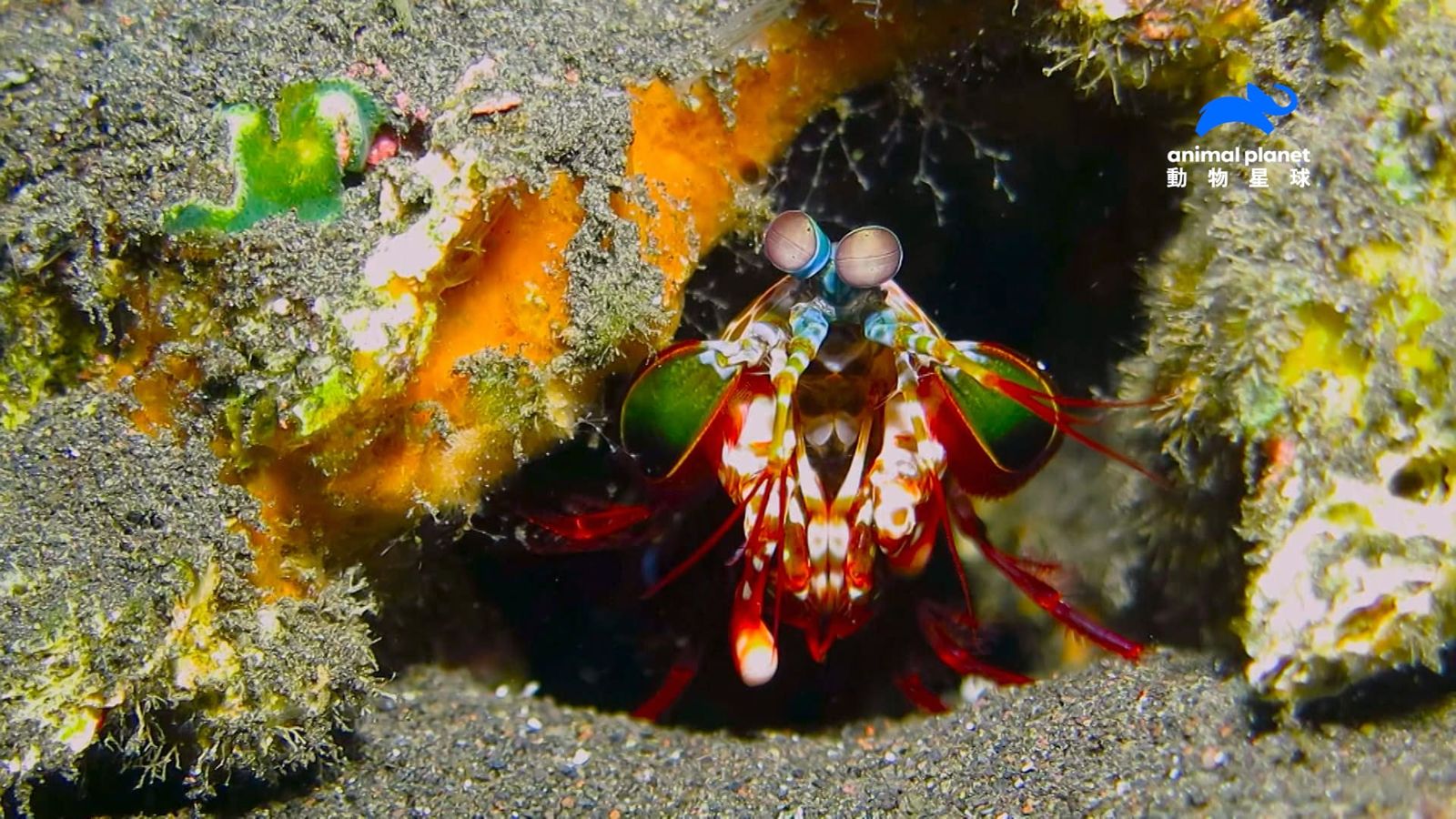 蝦蛄一拳比拳擊手強100倍! 動物星球揭秘「水母竟是醫學界超級英雄」